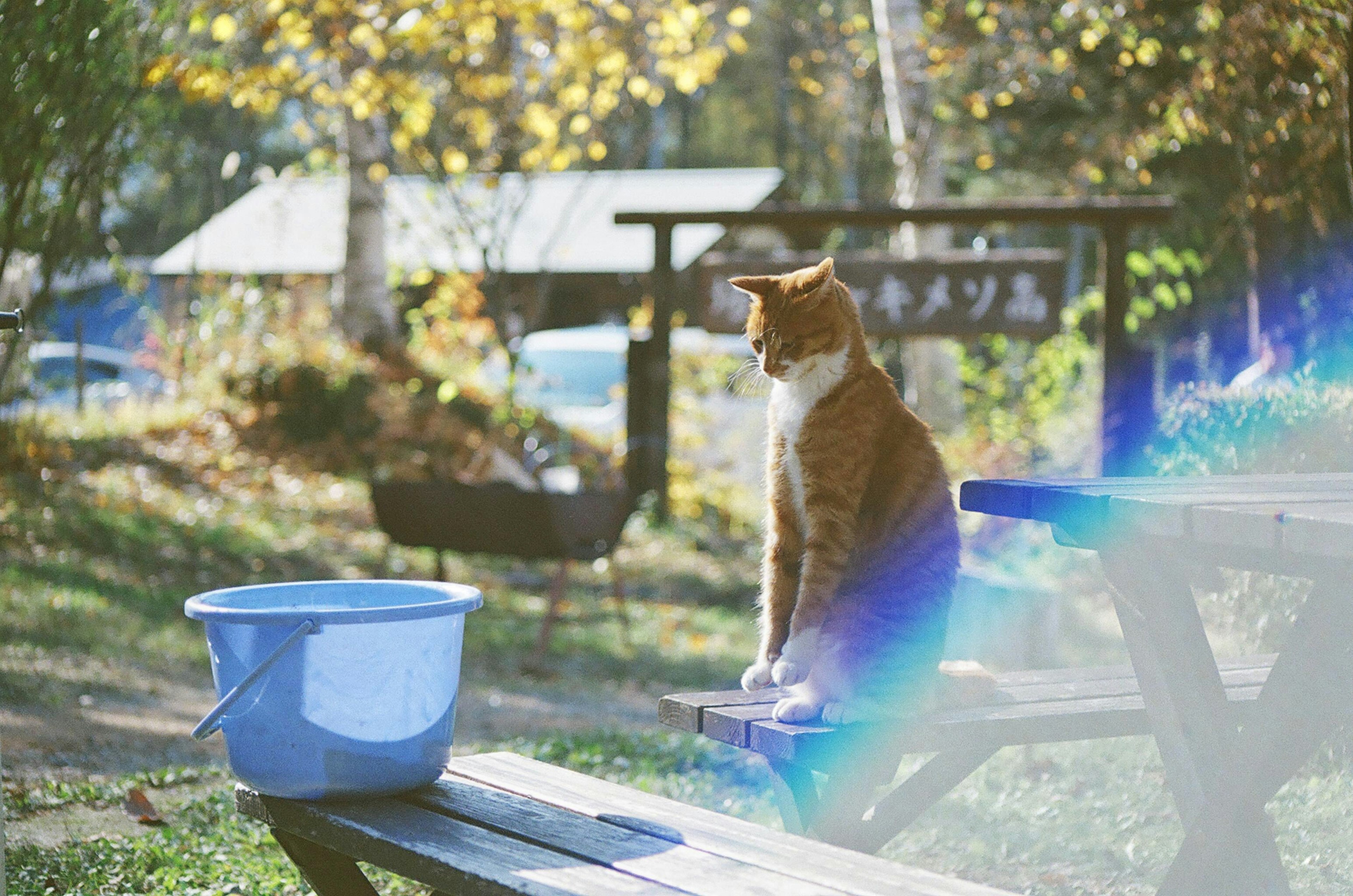 Orange cat sitting on a bench next to a blue bucket in a park