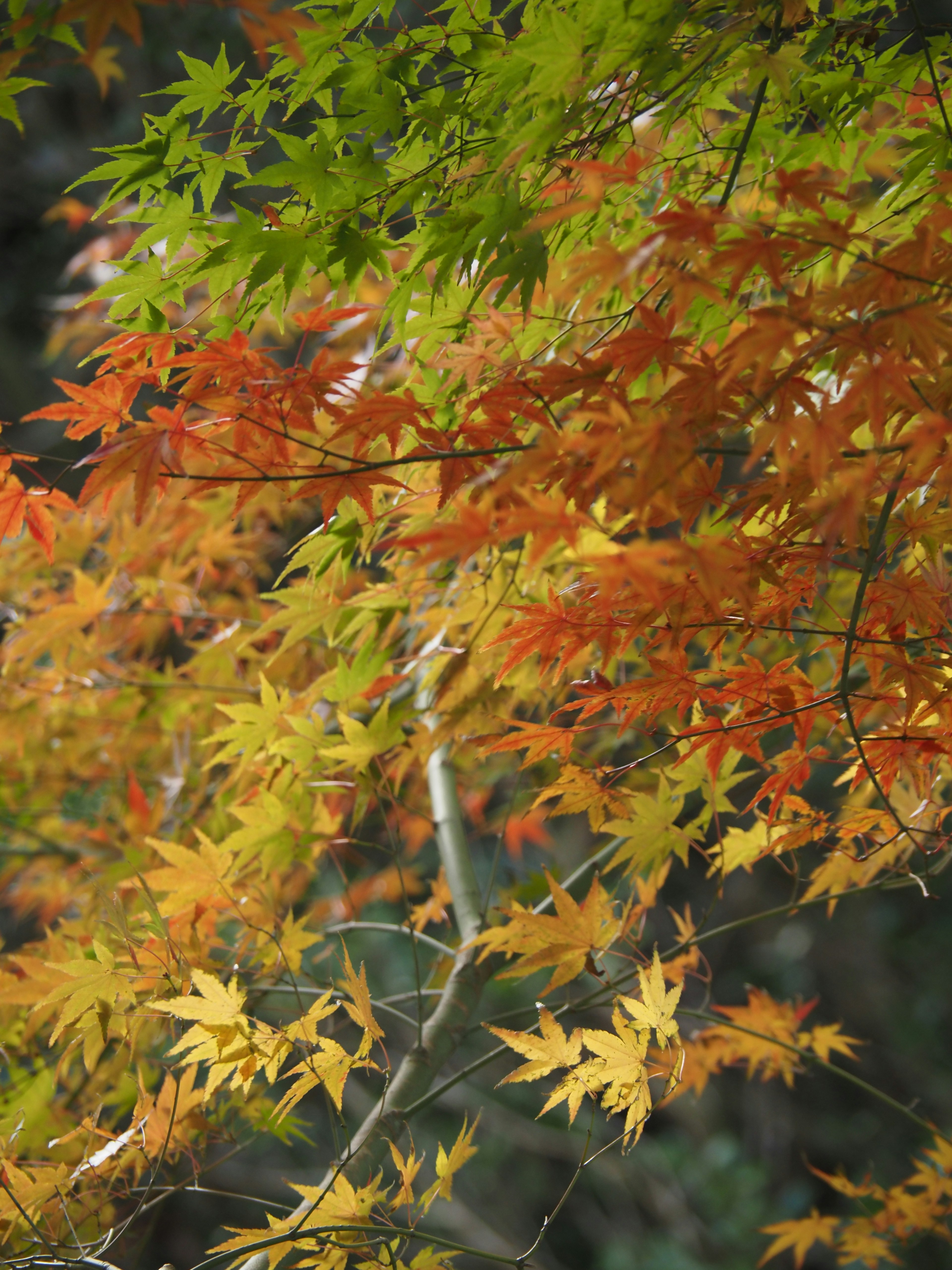 Vibrant maple leaves in shades of green, orange, and yellow on branches