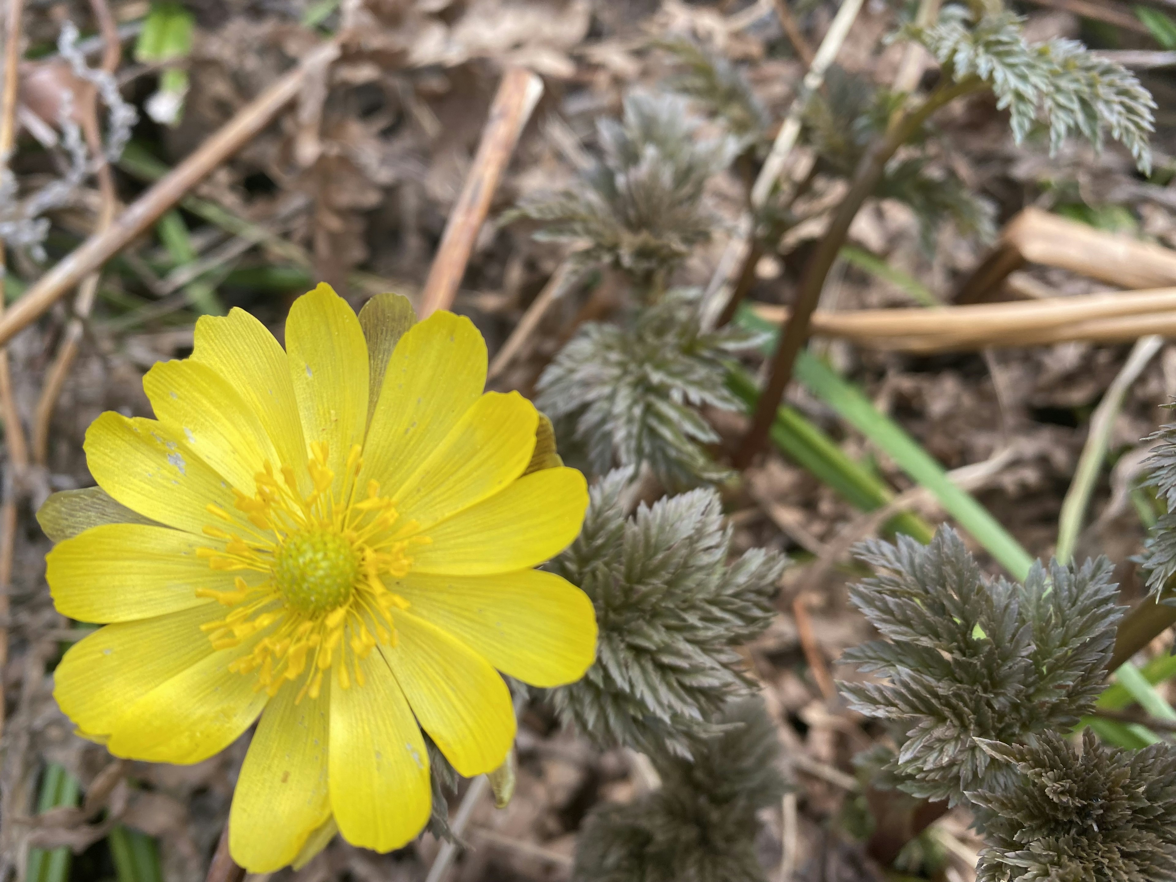 黄色い花が草の間に咲いている