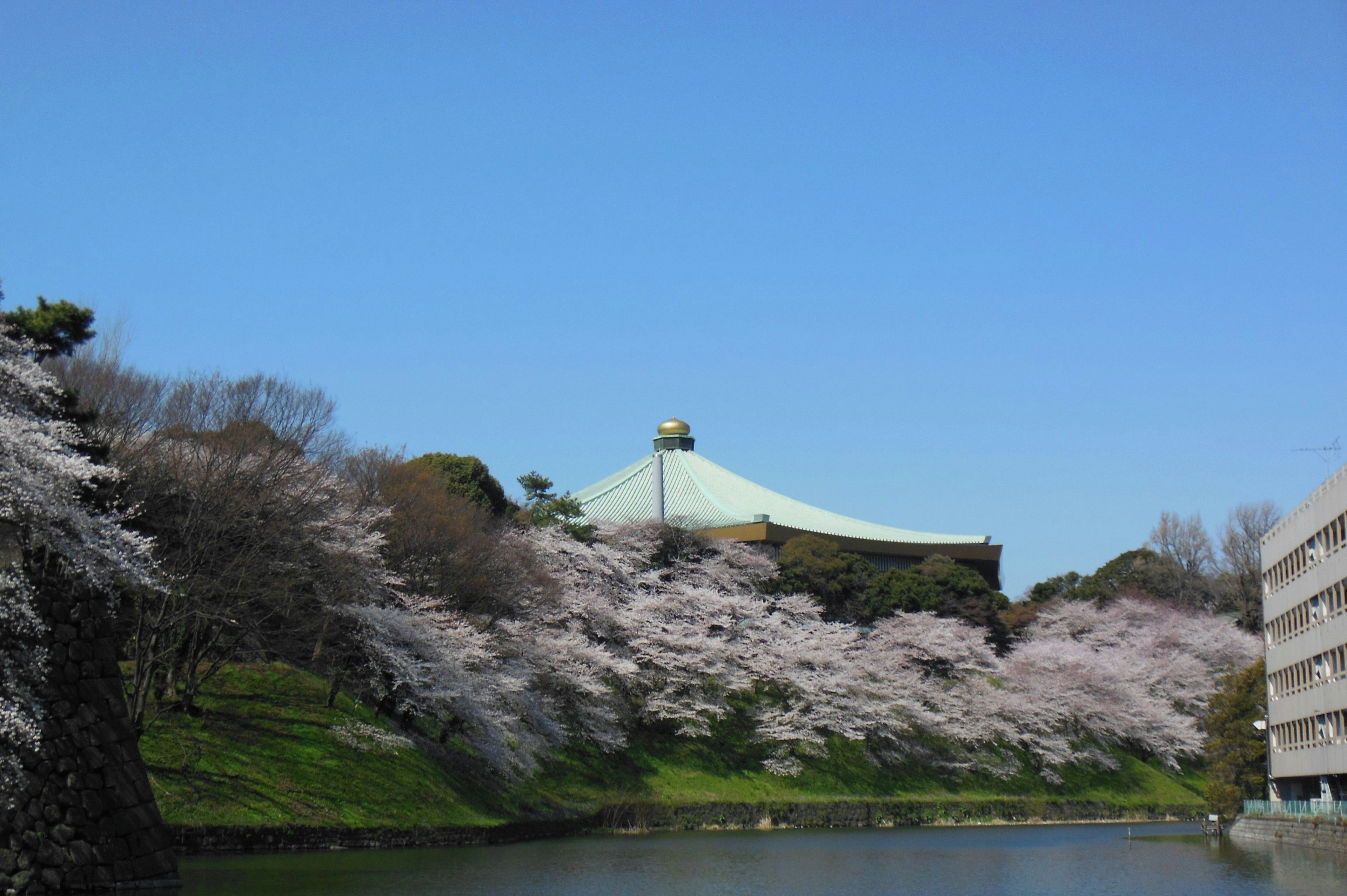 Landscape with cherry blossom trees by a pond and blue sky