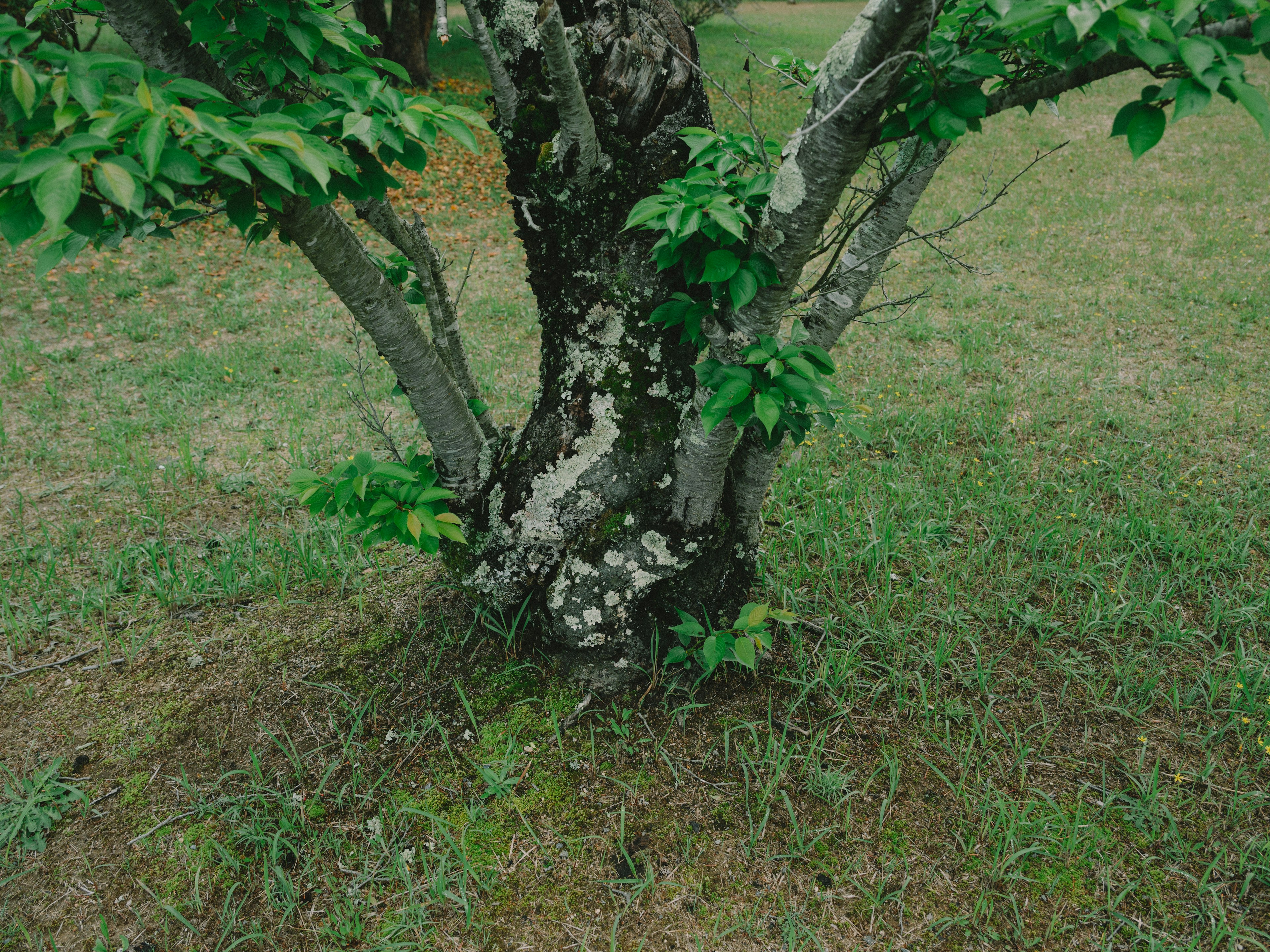 Tronco de árbol con hojas verdes exuberantes en un área de hierba