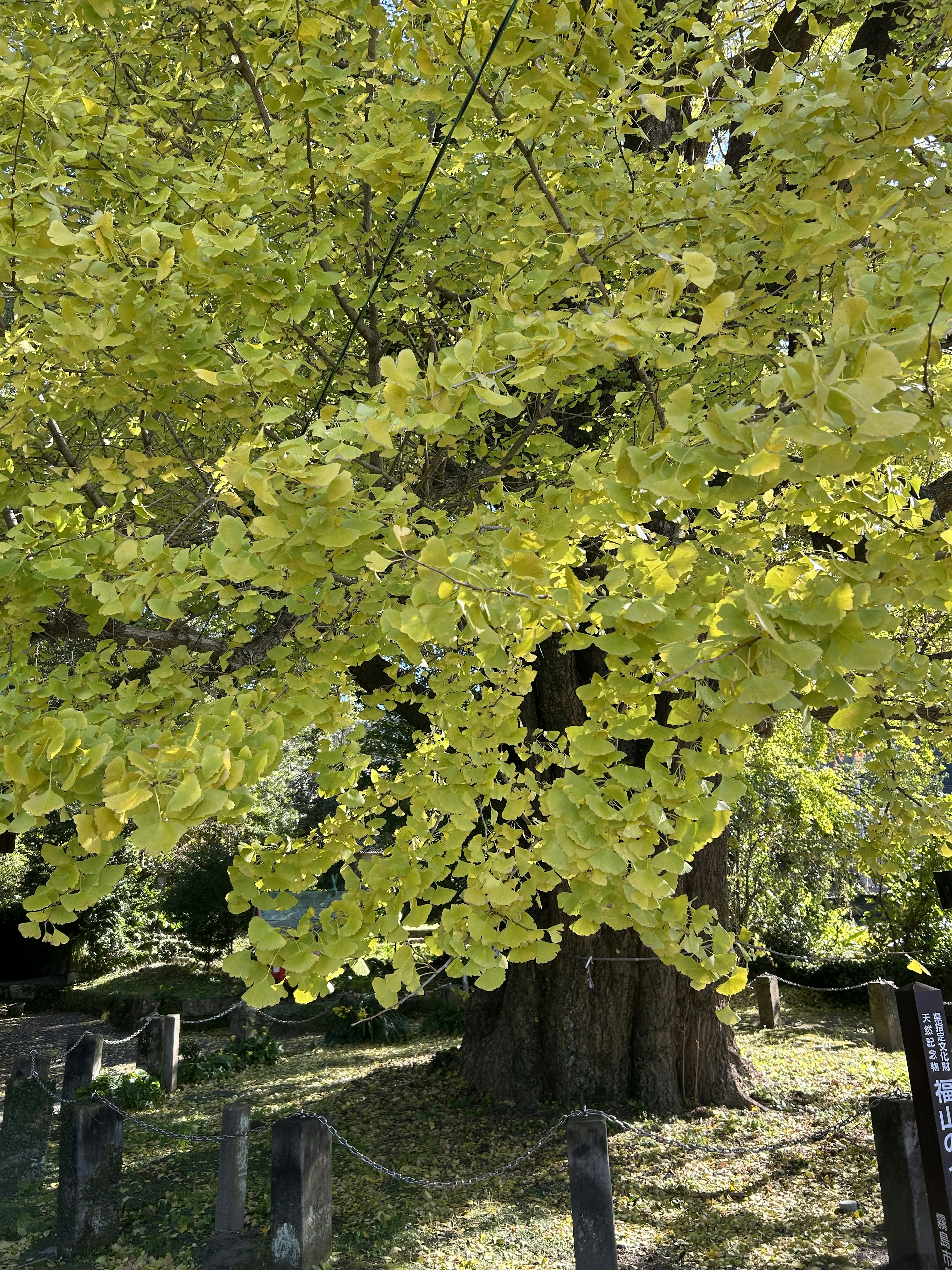 A landscape featuring a large tree with vibrant yellow leaves