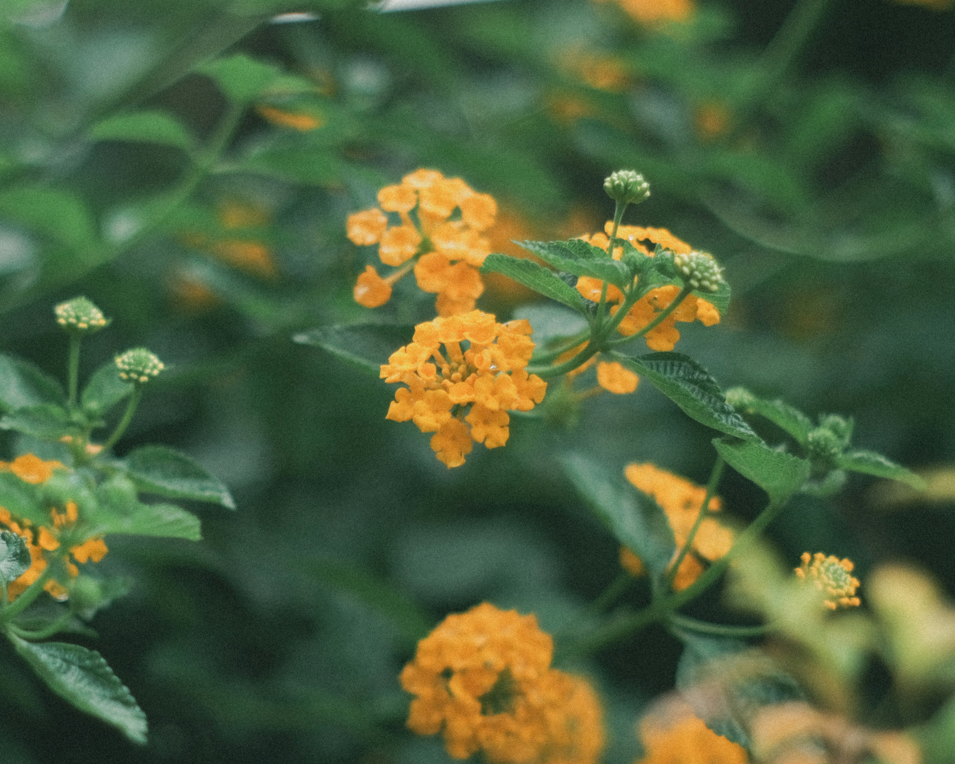 黄色い花が咲いている緑の葉の植物のクローズアップ