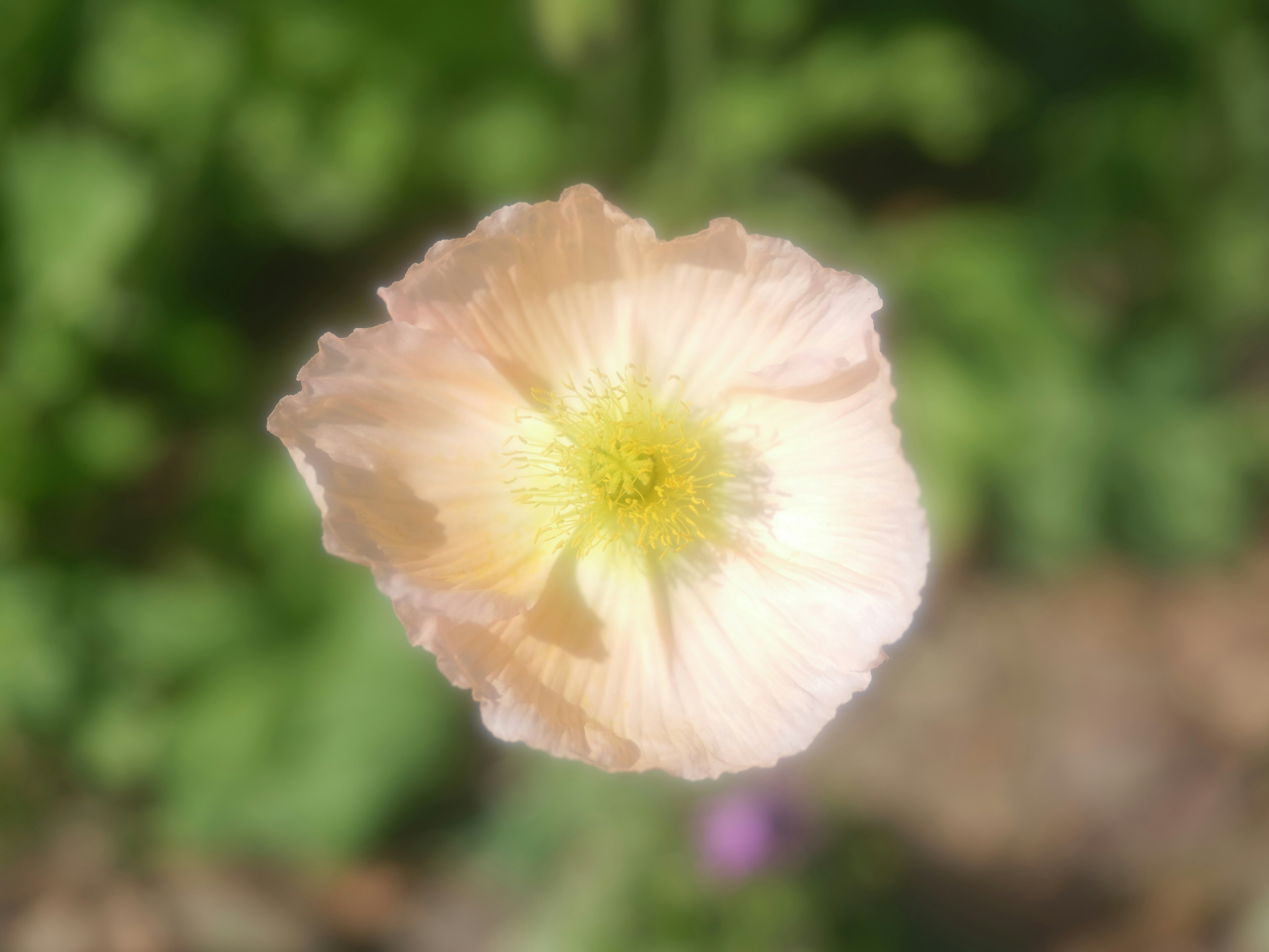 A pale pink flower with a yellow center