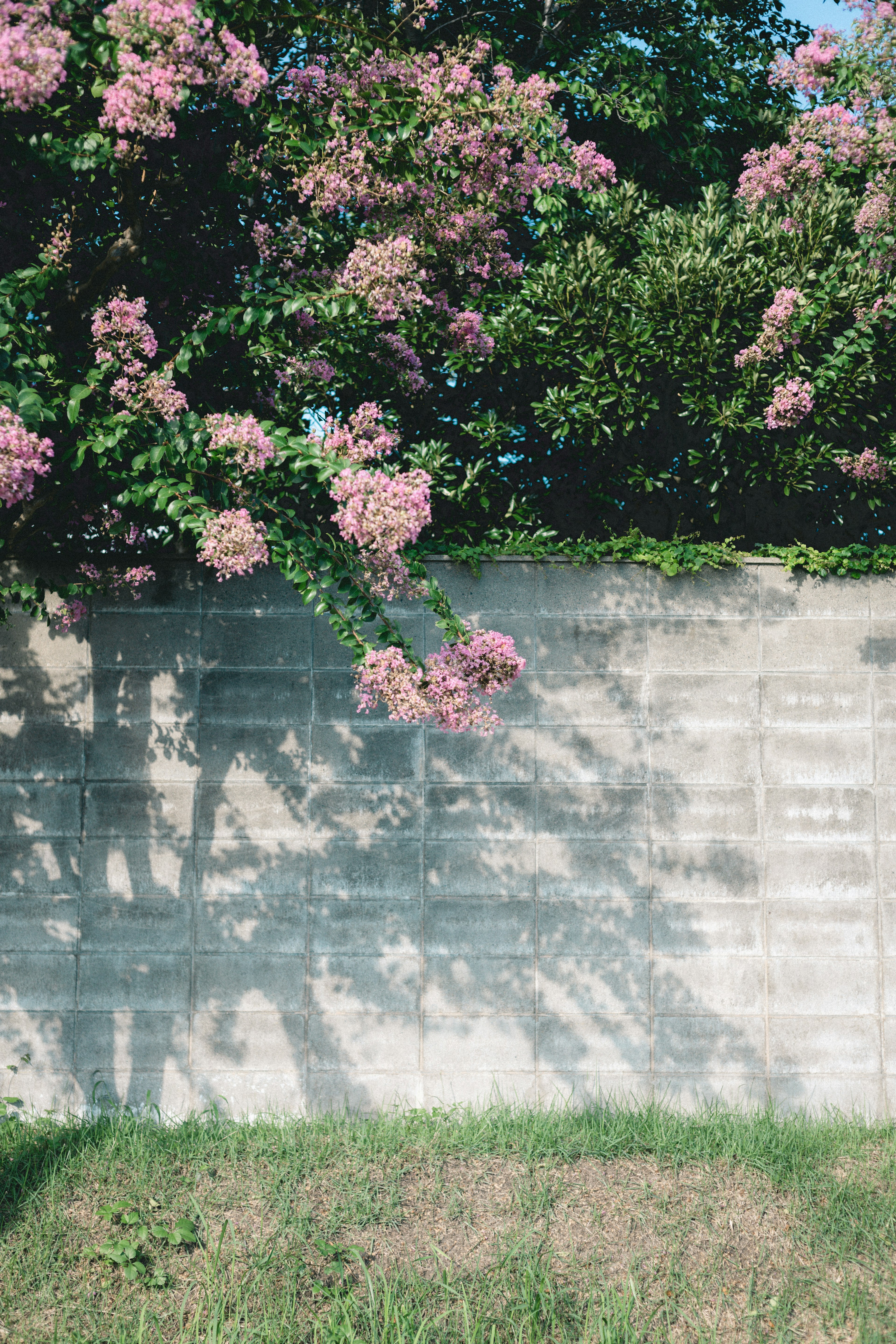 Une scène avec un mur en béton et des ombres projetées par des arbres à fleurs roses et des feuilles vertes