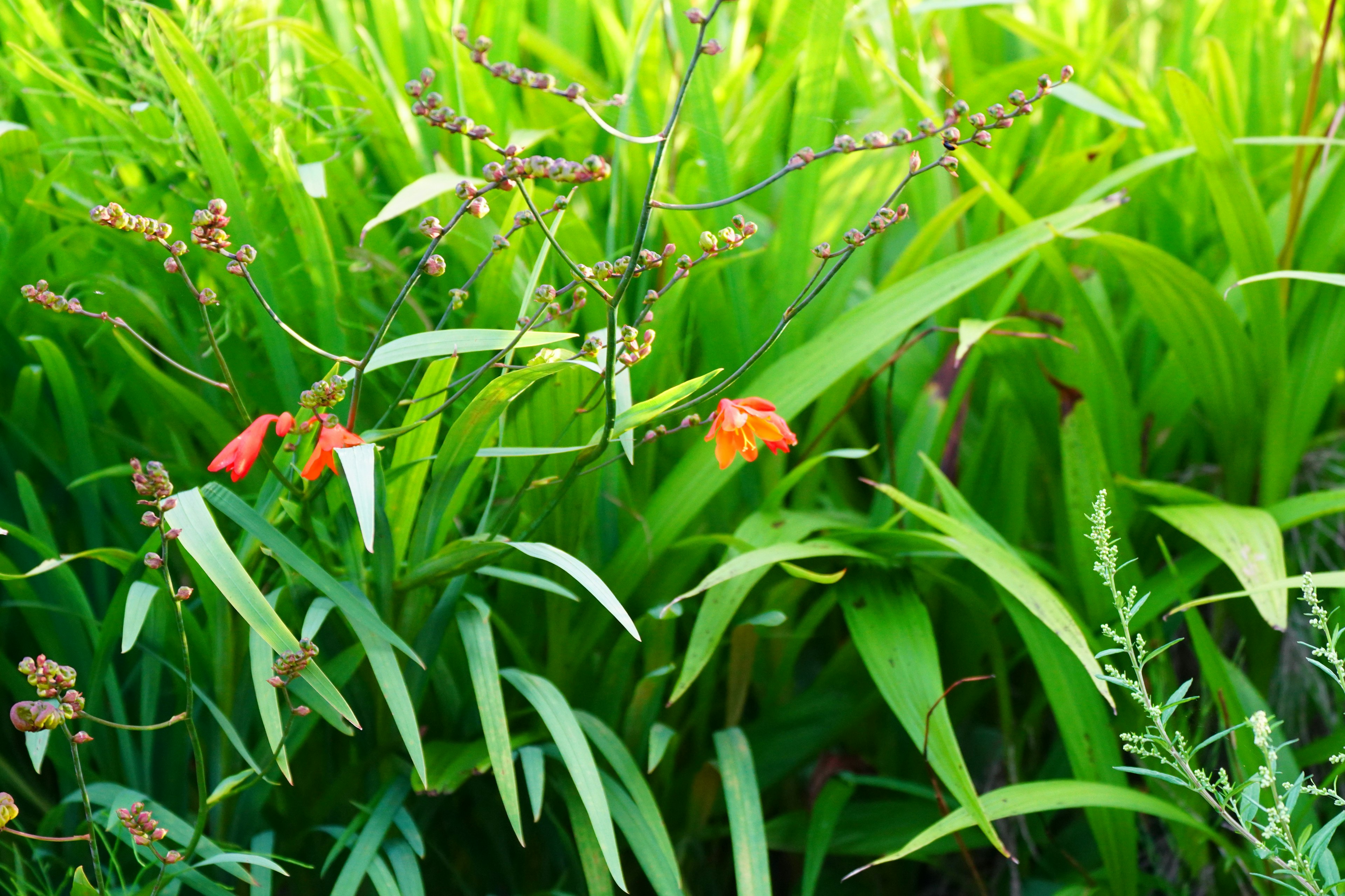 Gruppo di piante con fiori arancioni circondati da foglie verdi lussureggianti