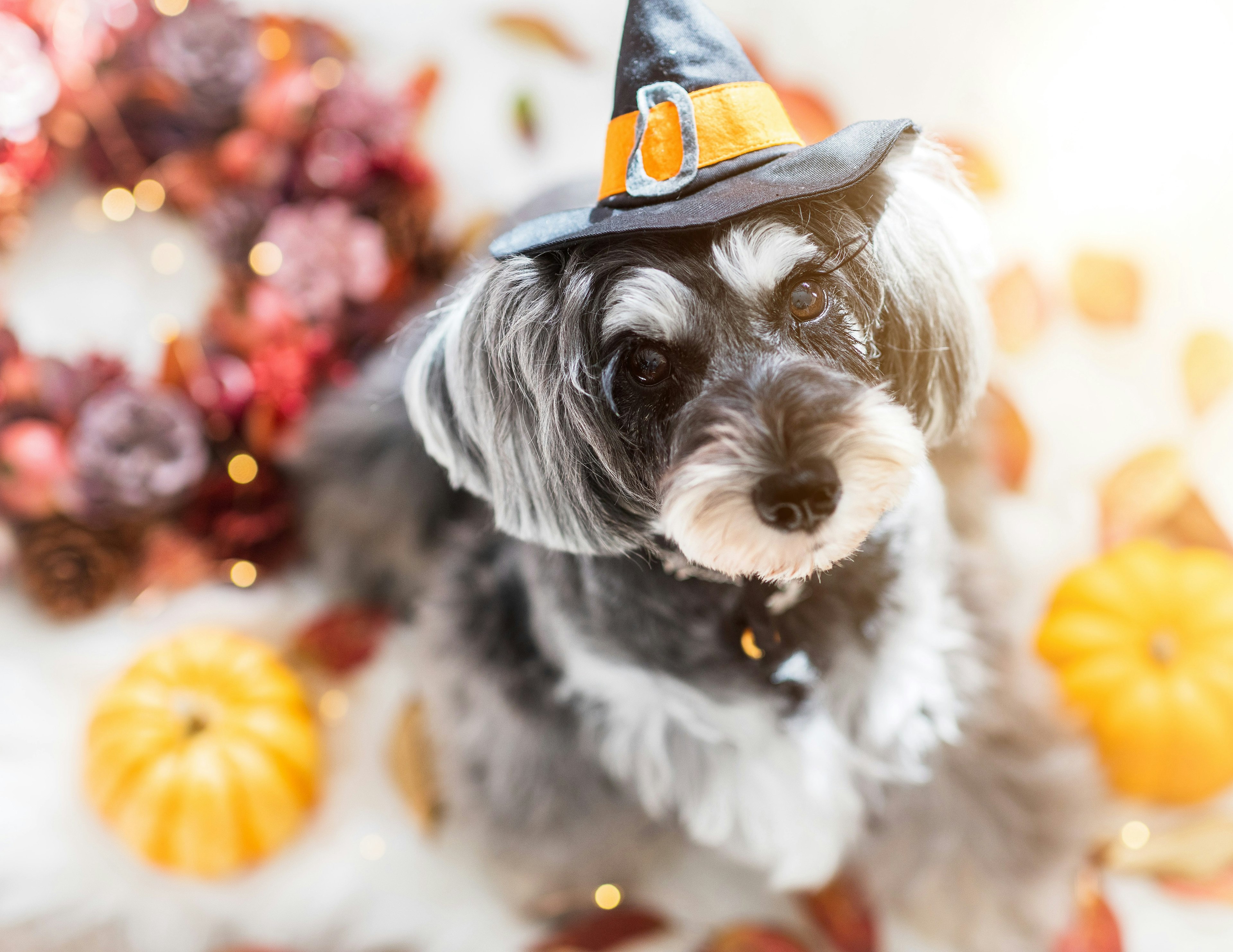 Anjing mengenakan topi Halloween dikelilingi oleh dekorasi musim gugur