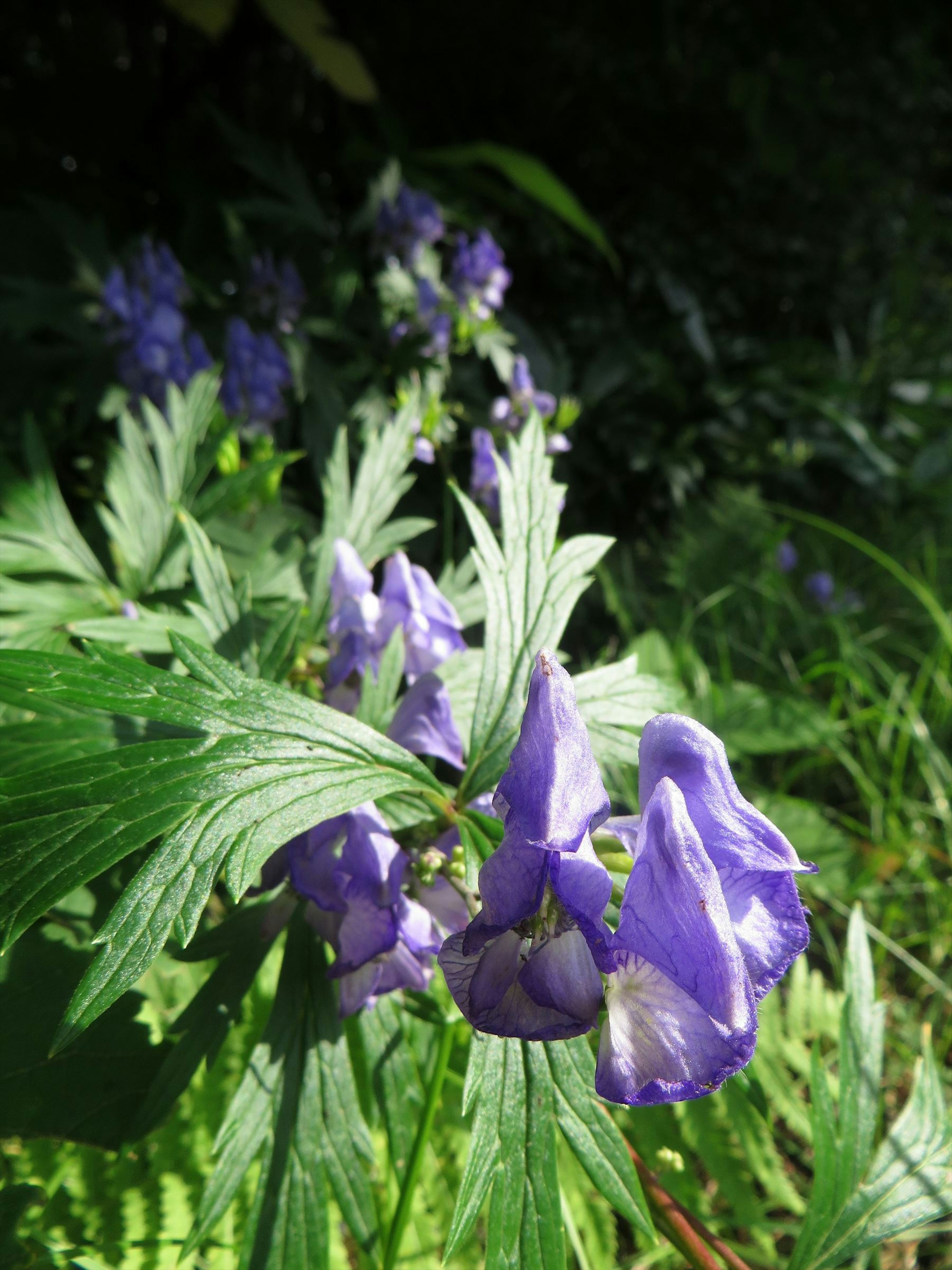 Close-up of a plant with purple flowers surrounded by green leaves