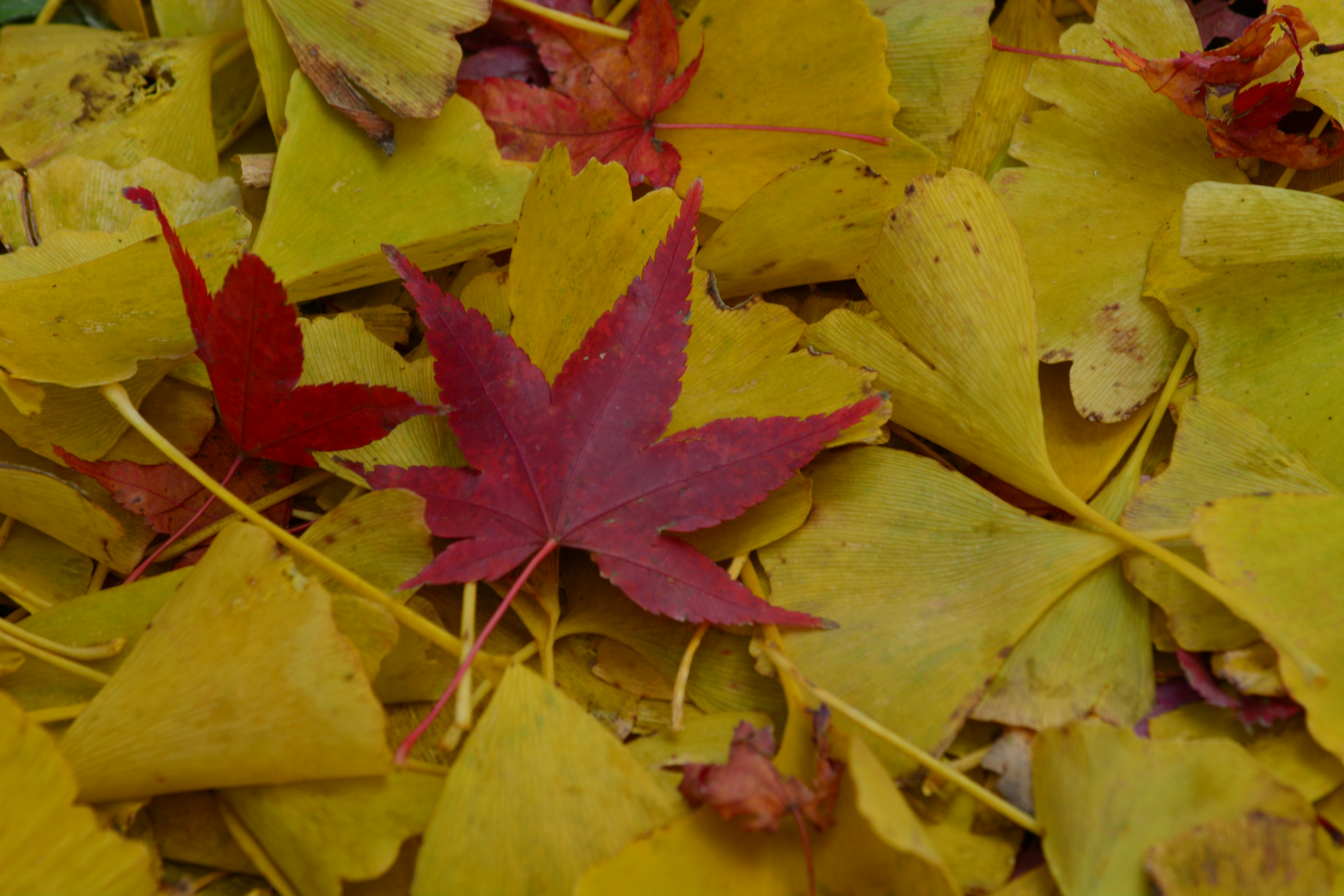 A mix of red and yellow autumn leaves on the ground