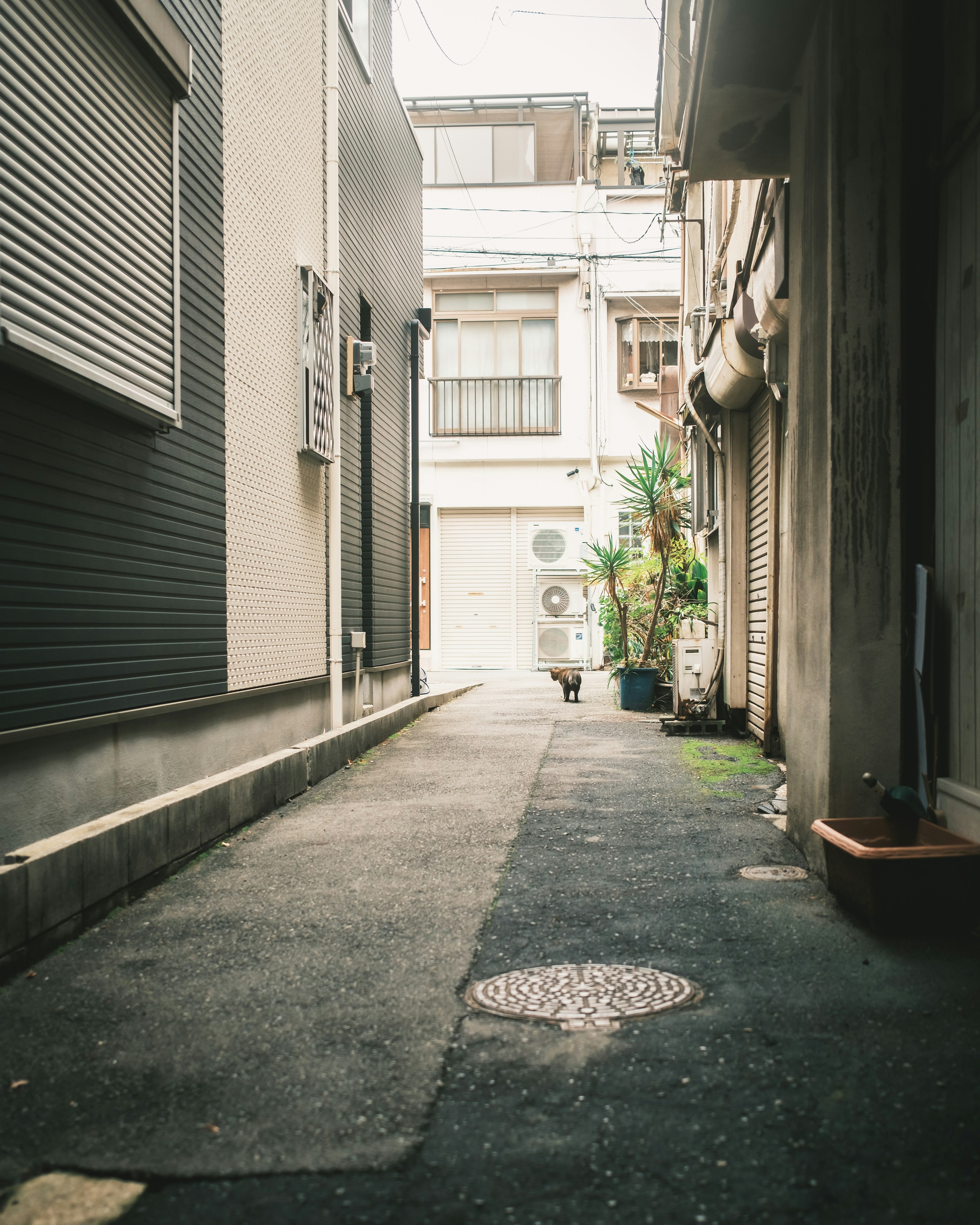 静かな裏道にあるグリーンの植物が見える街並み