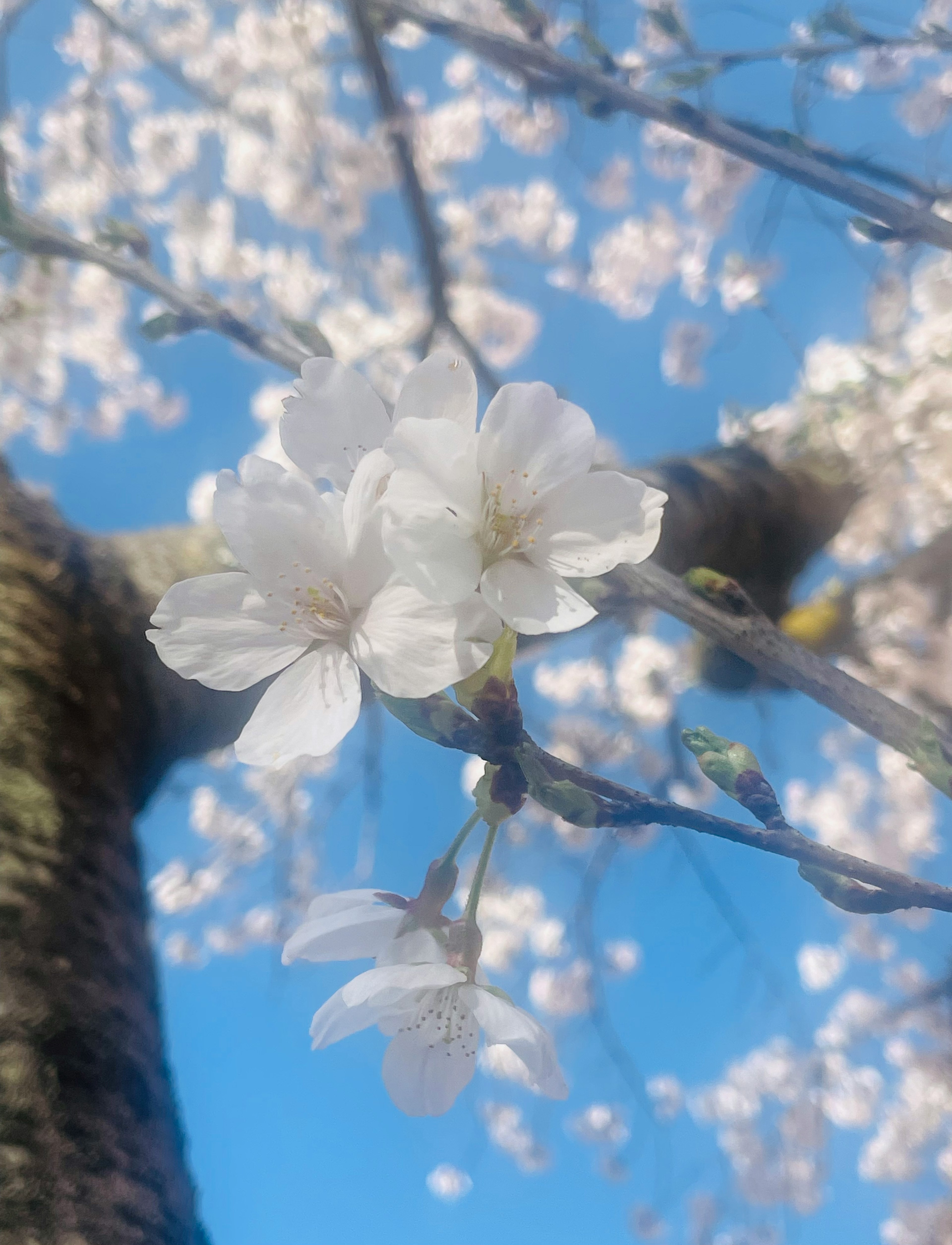 Fiori di ciliegio che fioriscono contro un cielo blu