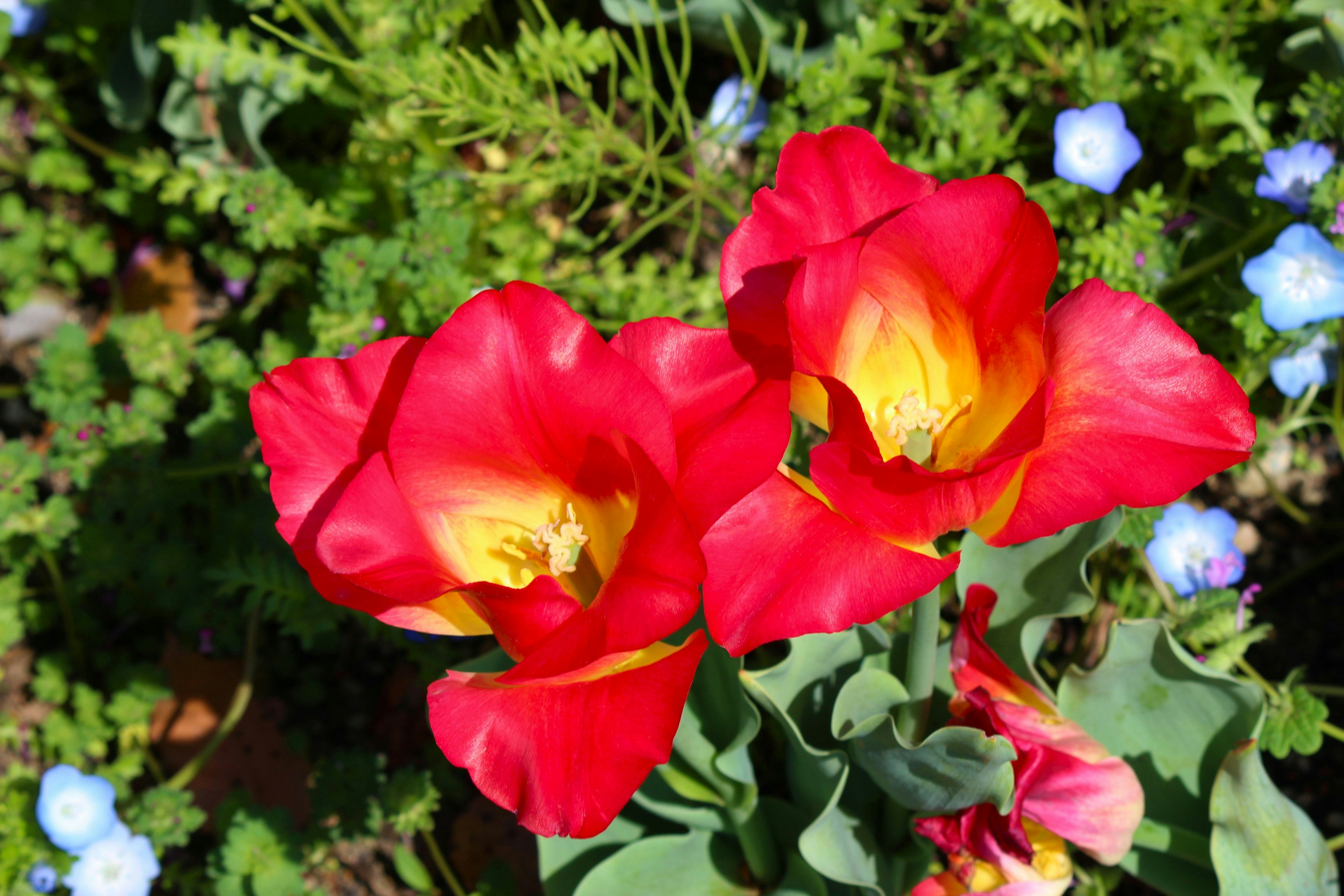 Tulipanes rojos vibrantes con centros amarillos rodeados de hojas verdes