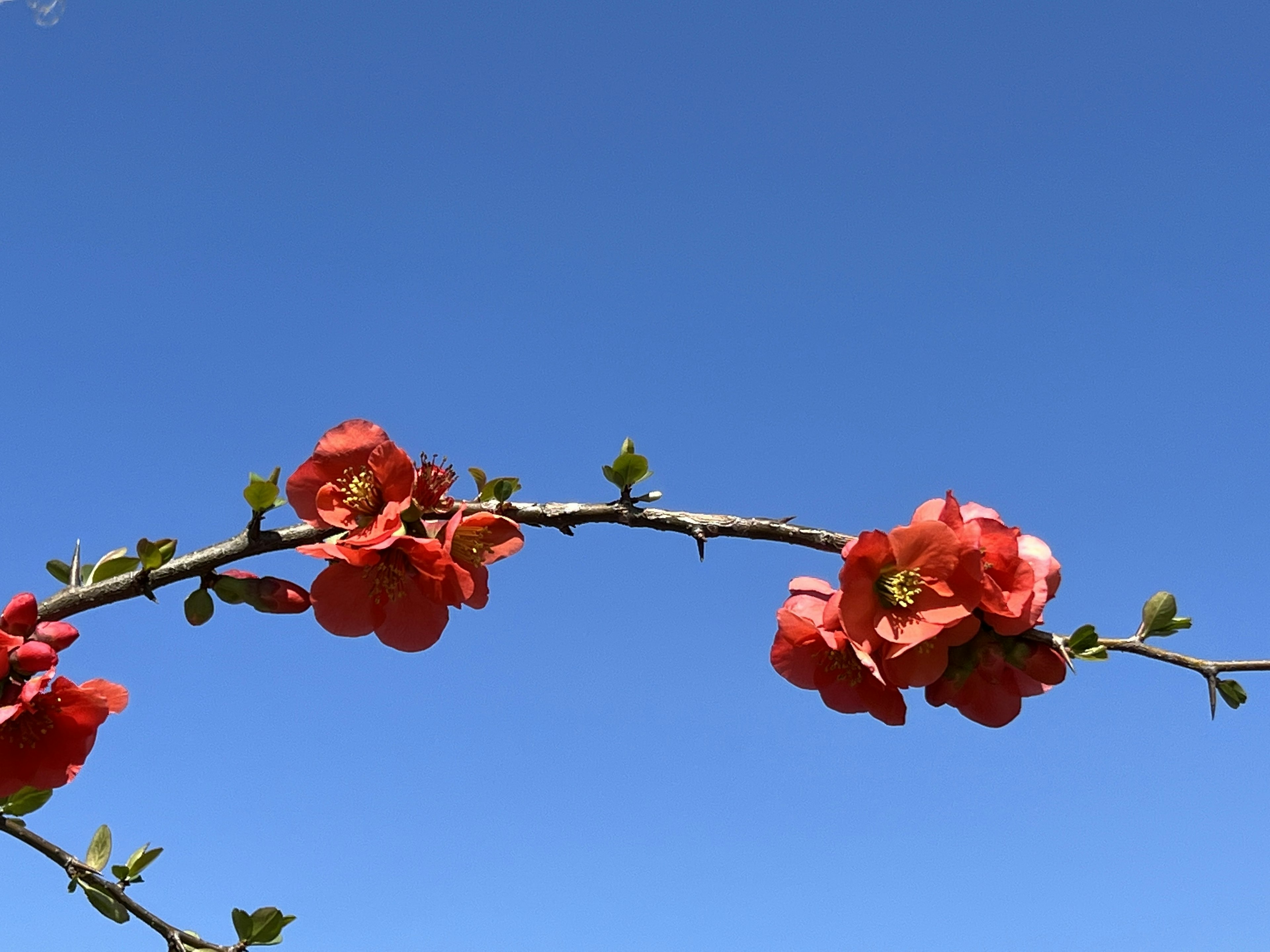 Branch of red flowers against a blue sky