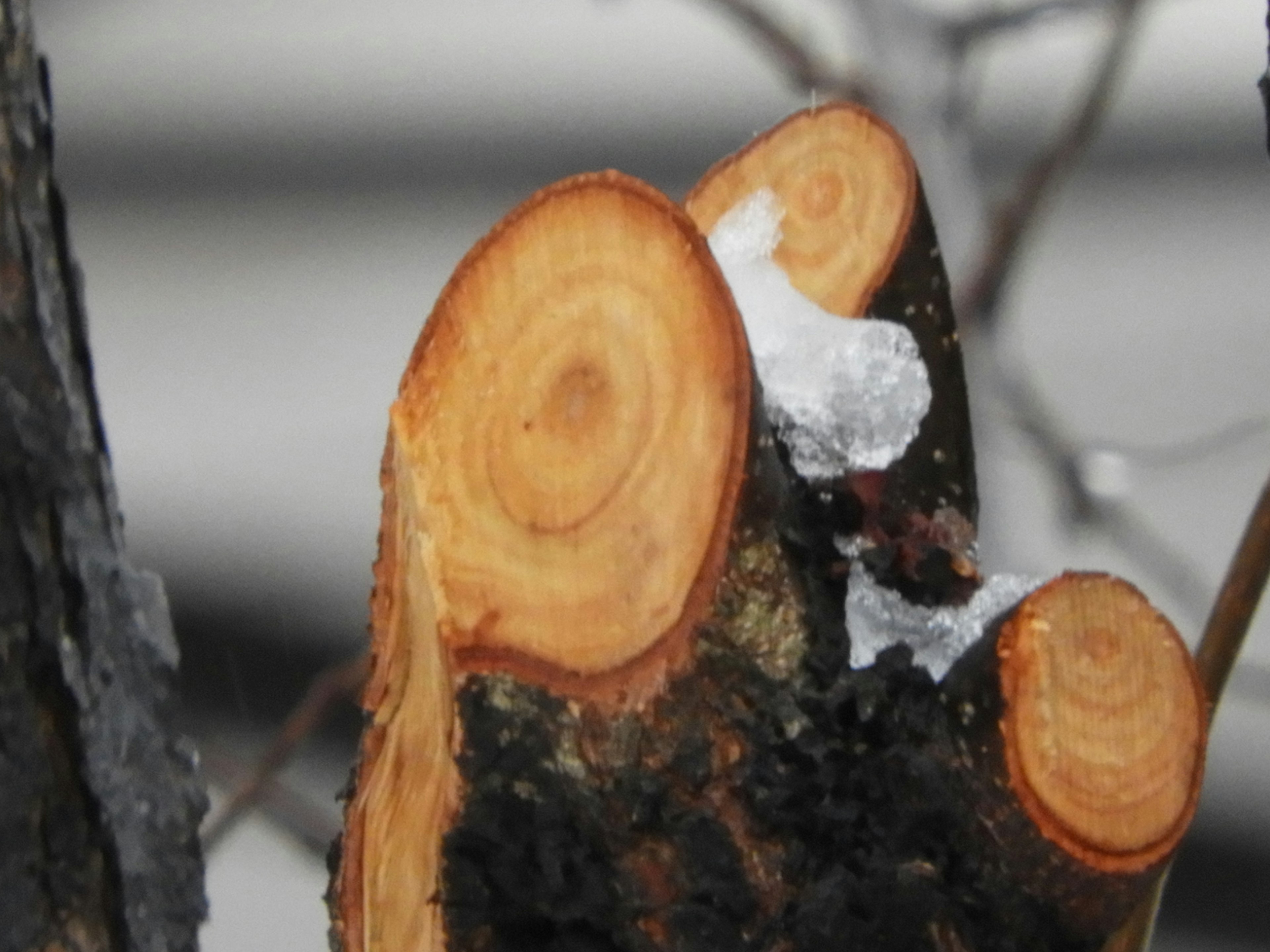 Primo piano di un ceppo d'albero che mostra anelli e residuo bianco nevoso