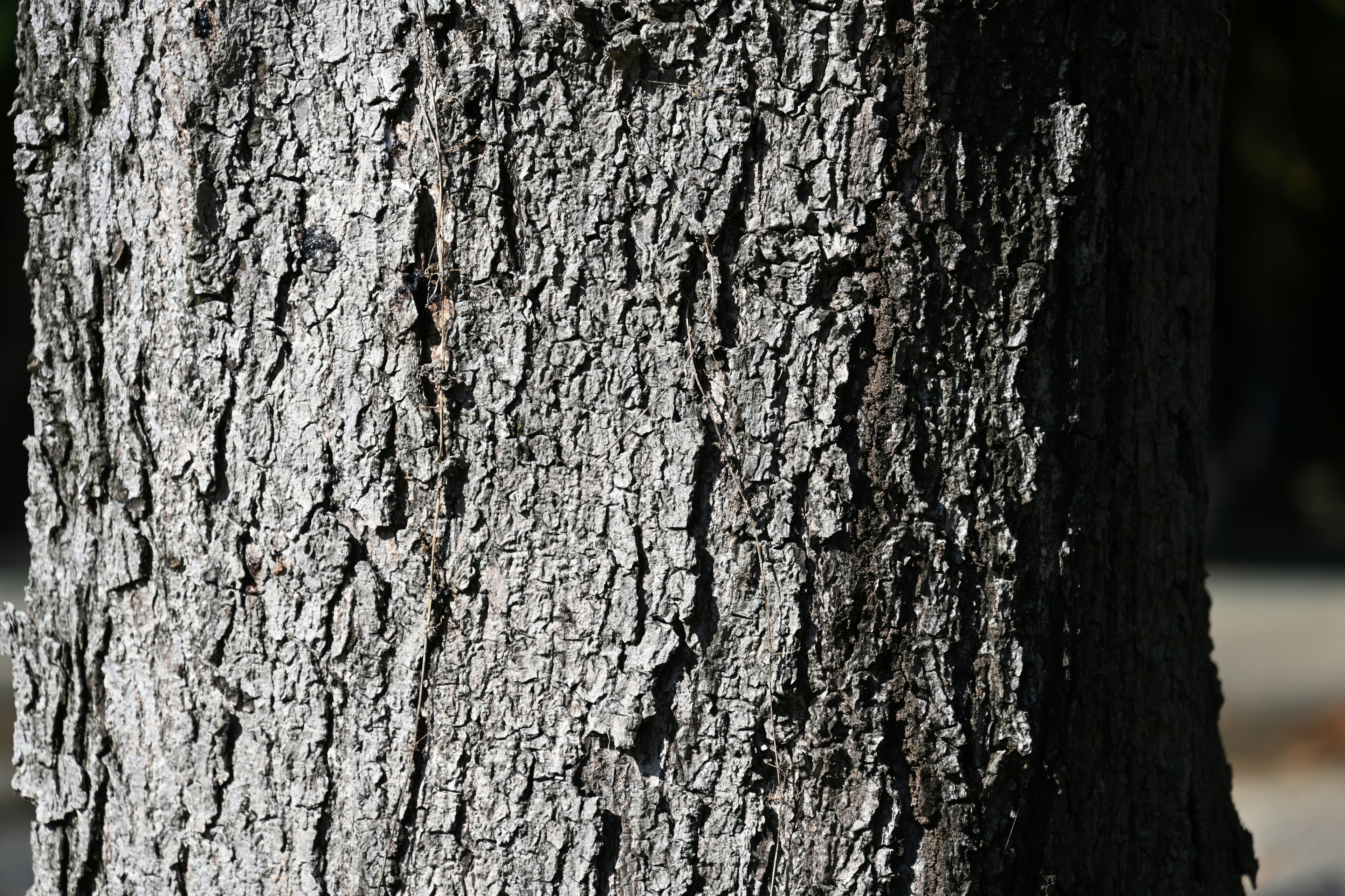 Primo piano di un tronco d'albero che mostra la corteccia texturizzata