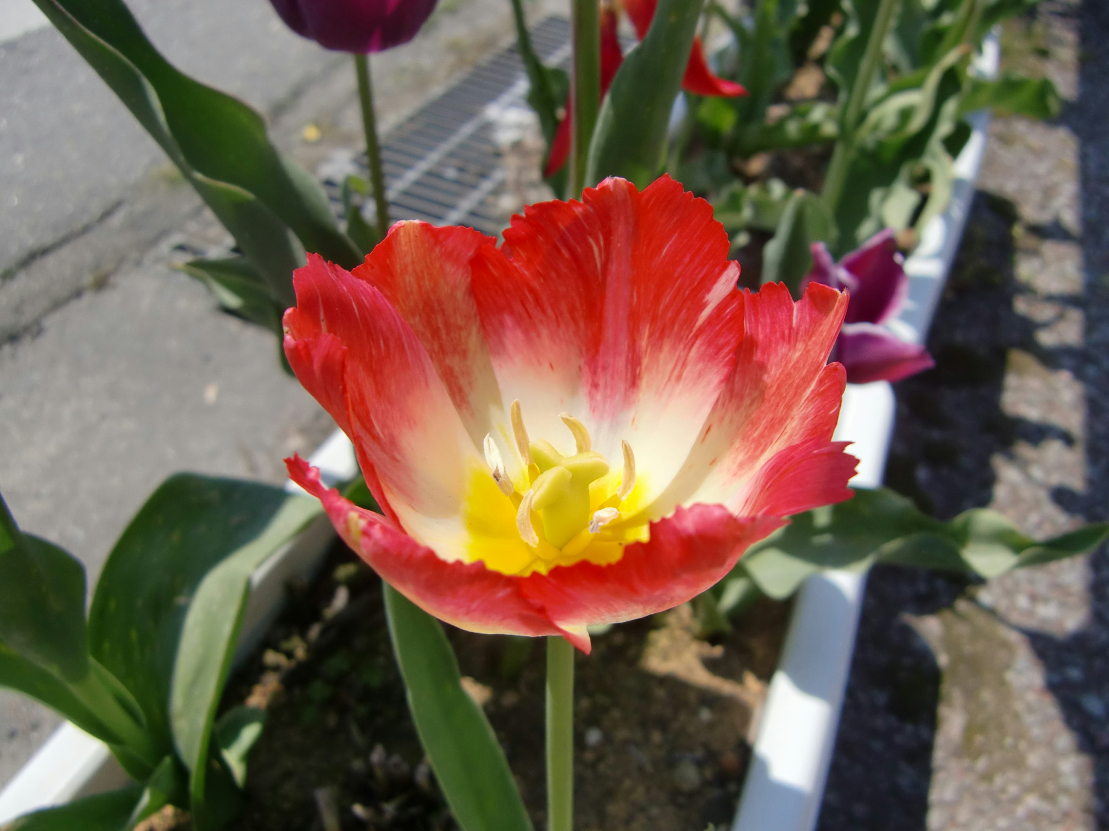 Fiore di tulipano rosso e bianco in fiore