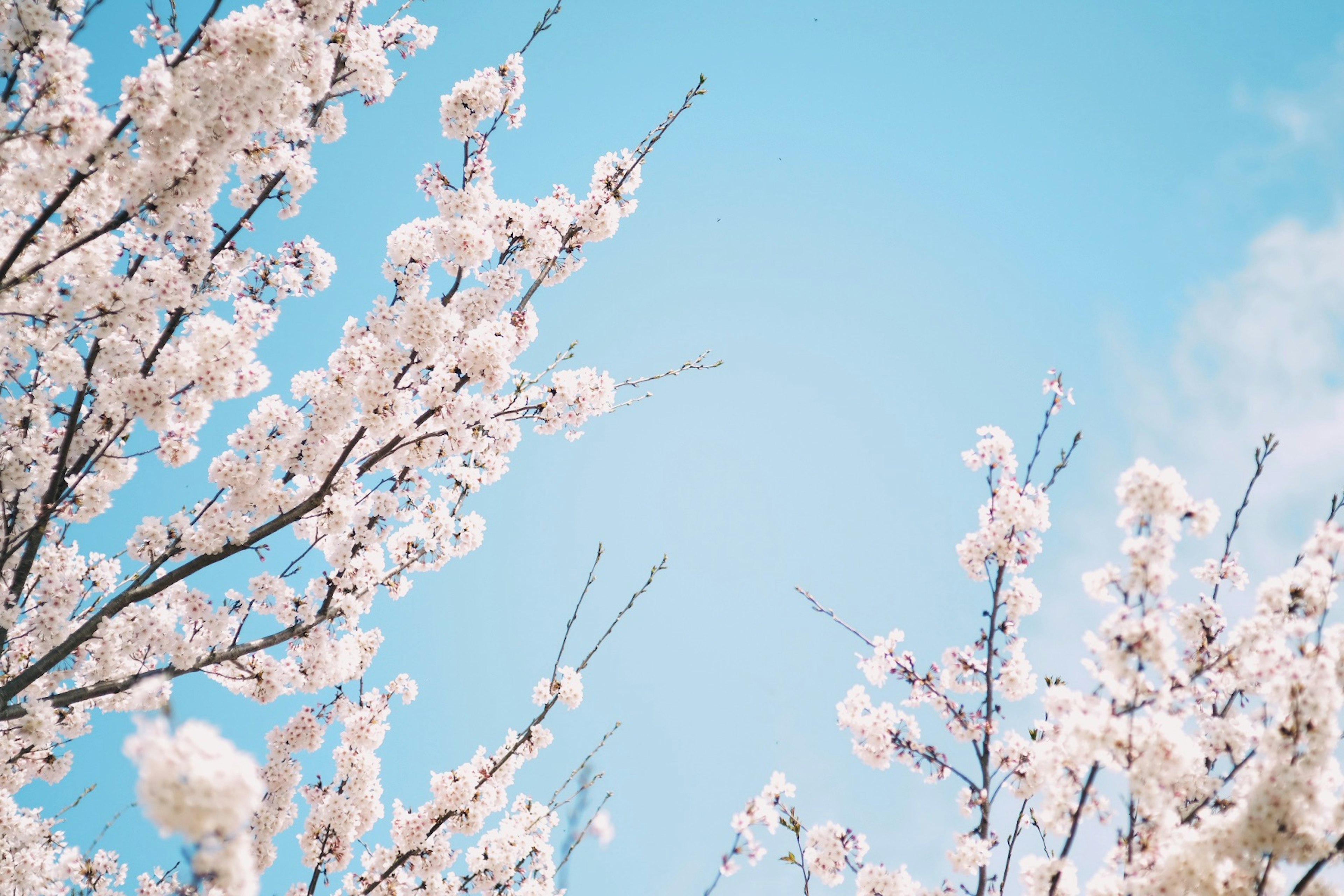 Cabang bunga sakura mekar di latar belakang langit biru cerah