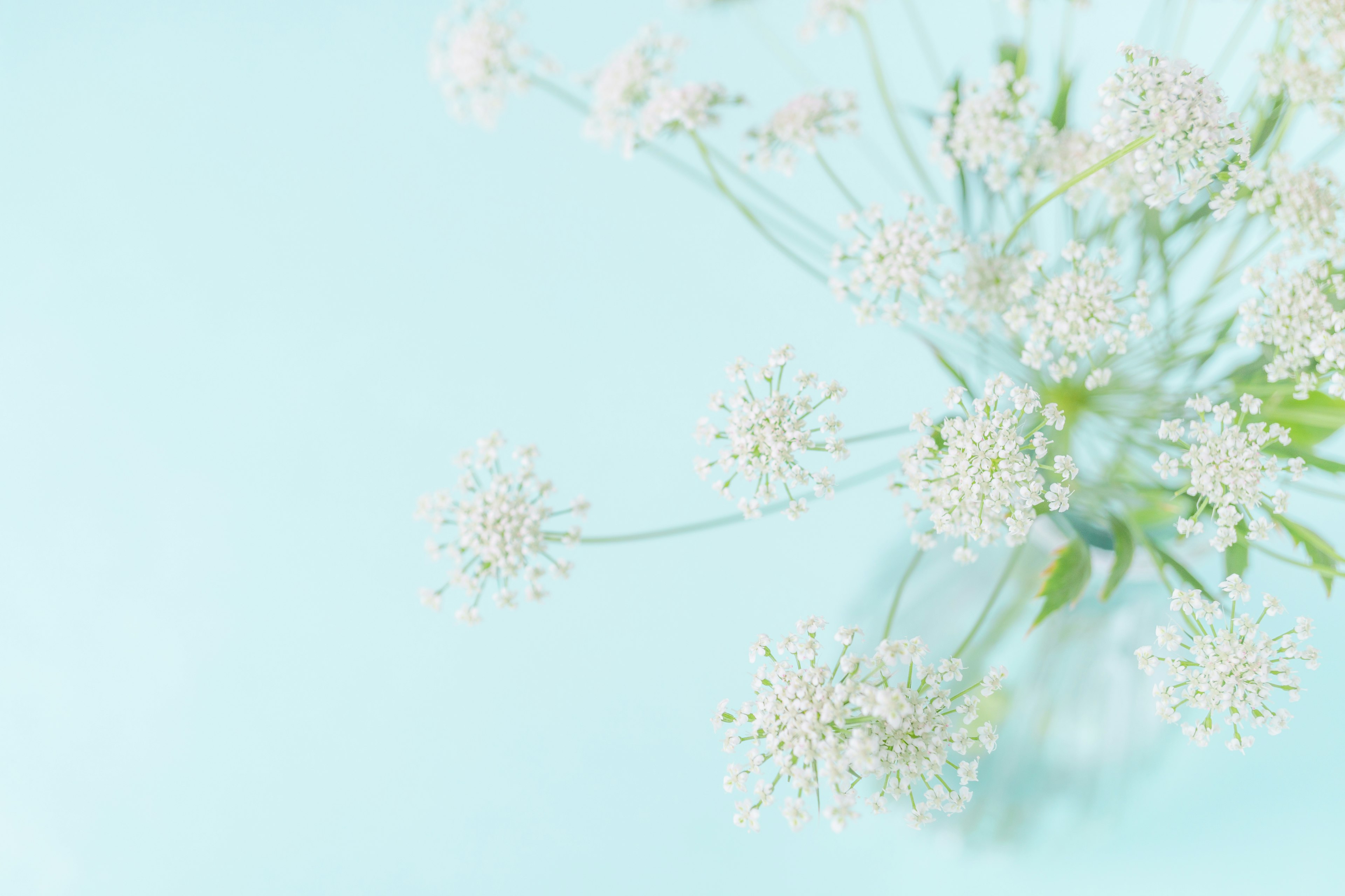 Un ramo de flores blancas sobre un fondo azul suave