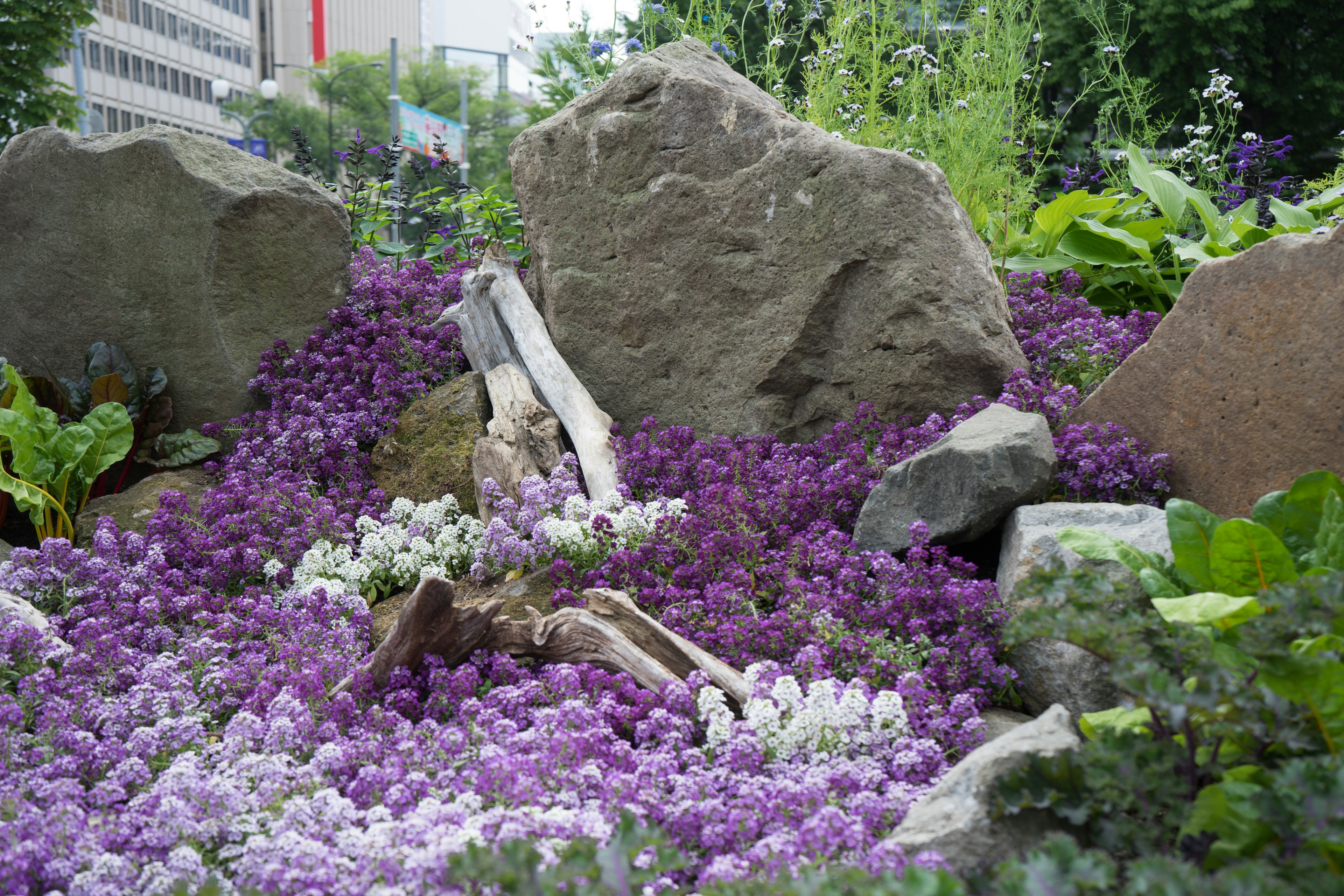 Garden landscape featuring purple and white flowers with rocks and a wooden branch