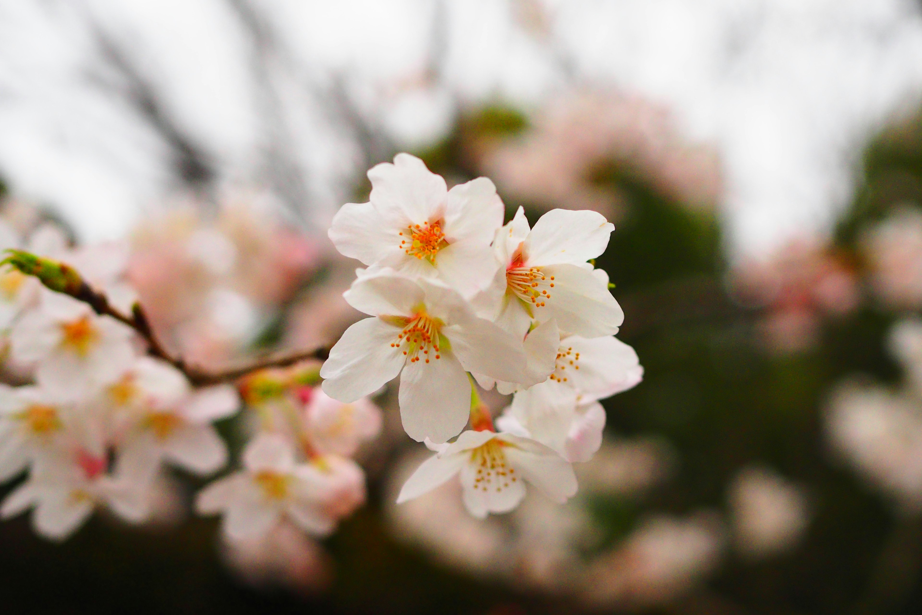 Kedekatan bunga sakura di cabang