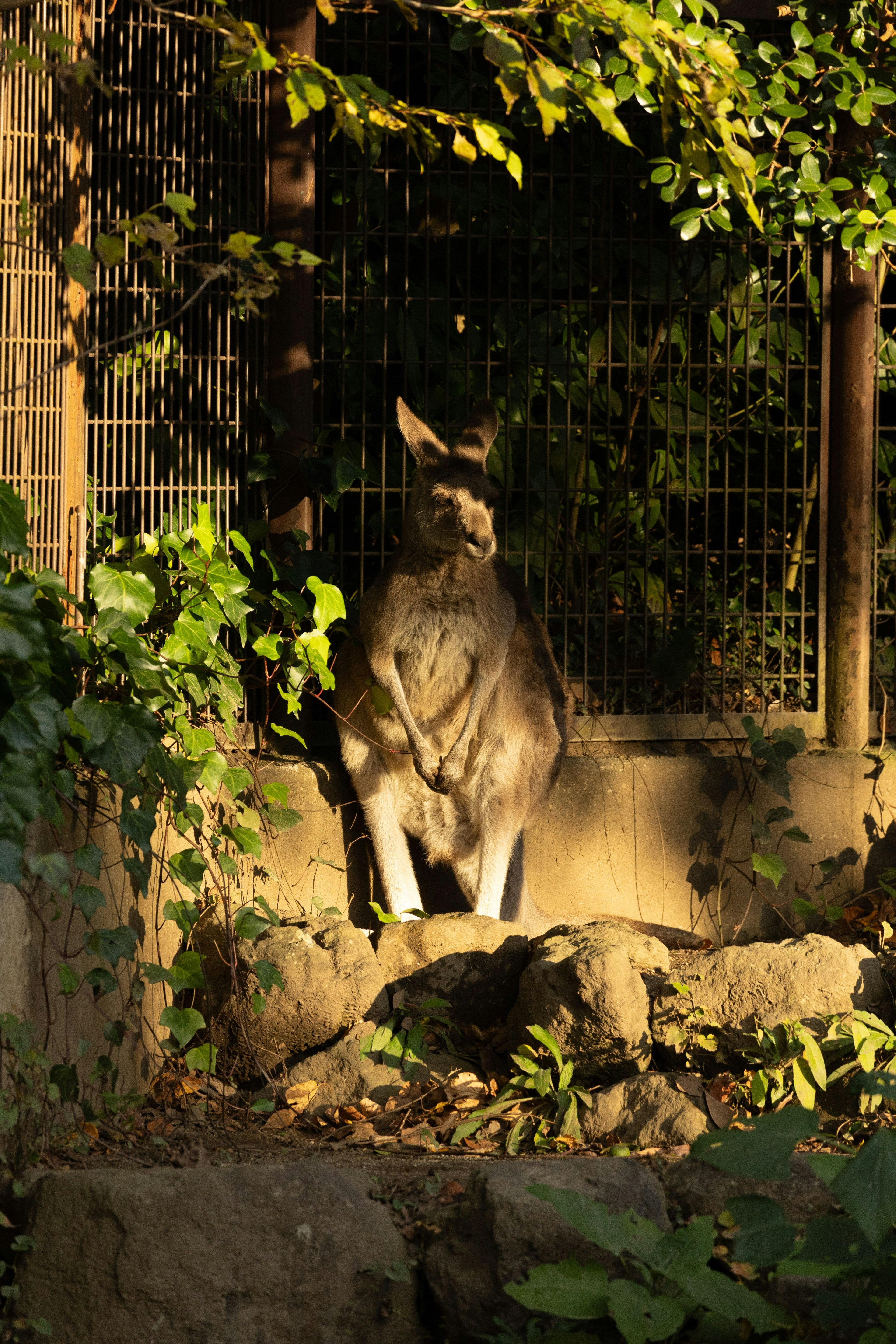 Kangaroo đứng dưới ánh nắng xung quanh là cây xanh