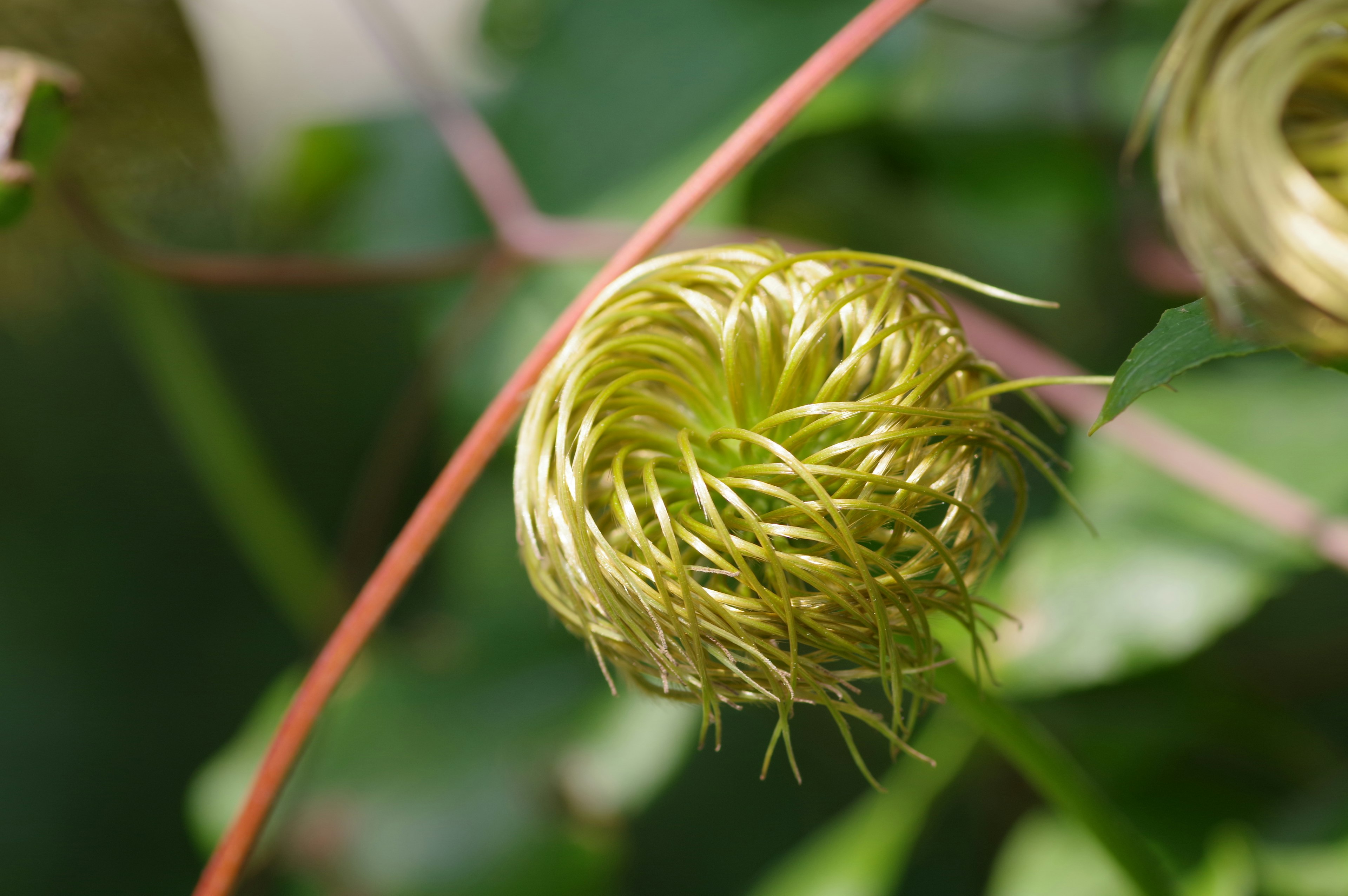 Bourgeon de plante de forme unique niché parmi des feuilles vertes