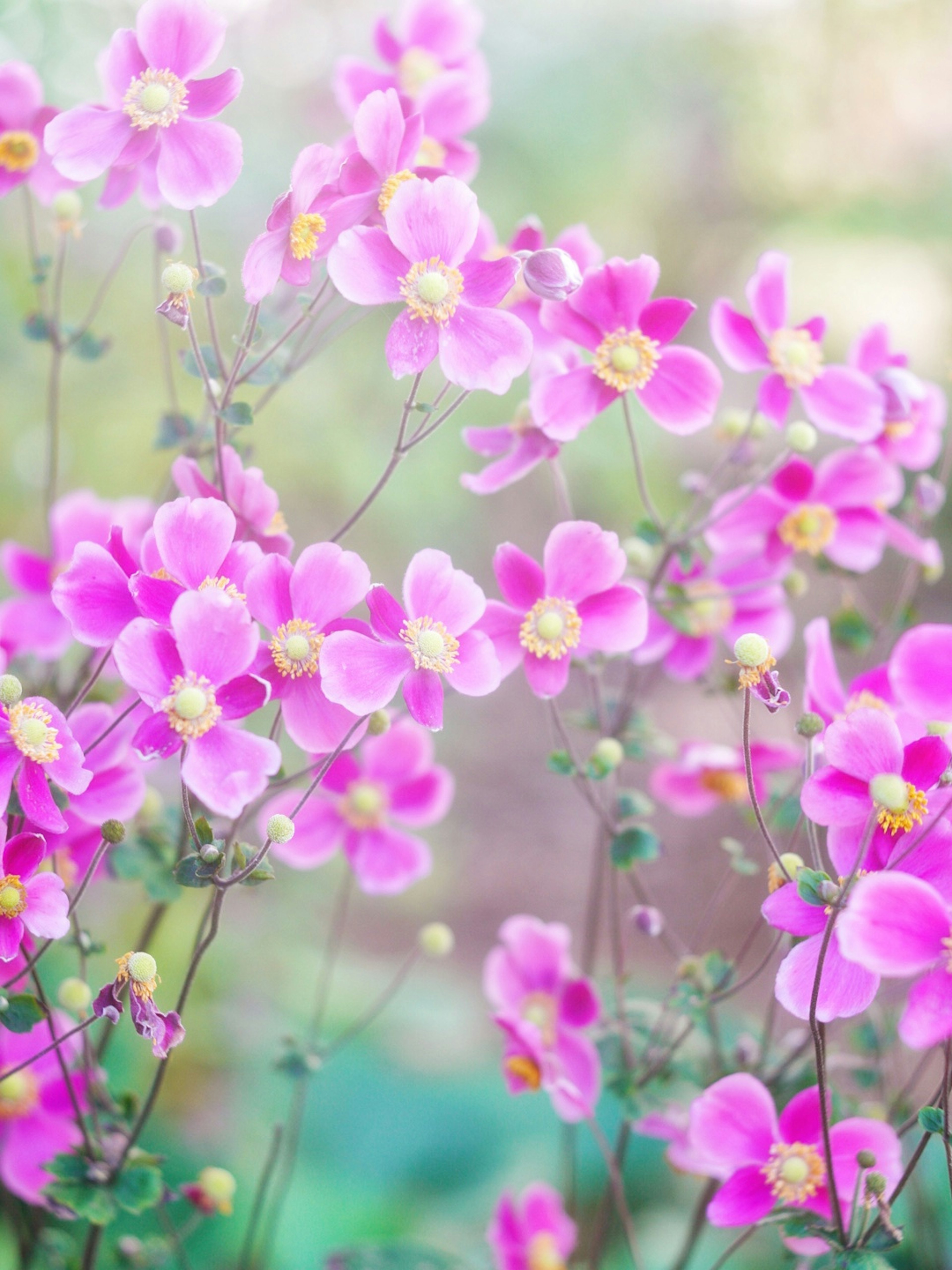 Primo piano di fiori rosa vivaci in un ambiente naturale