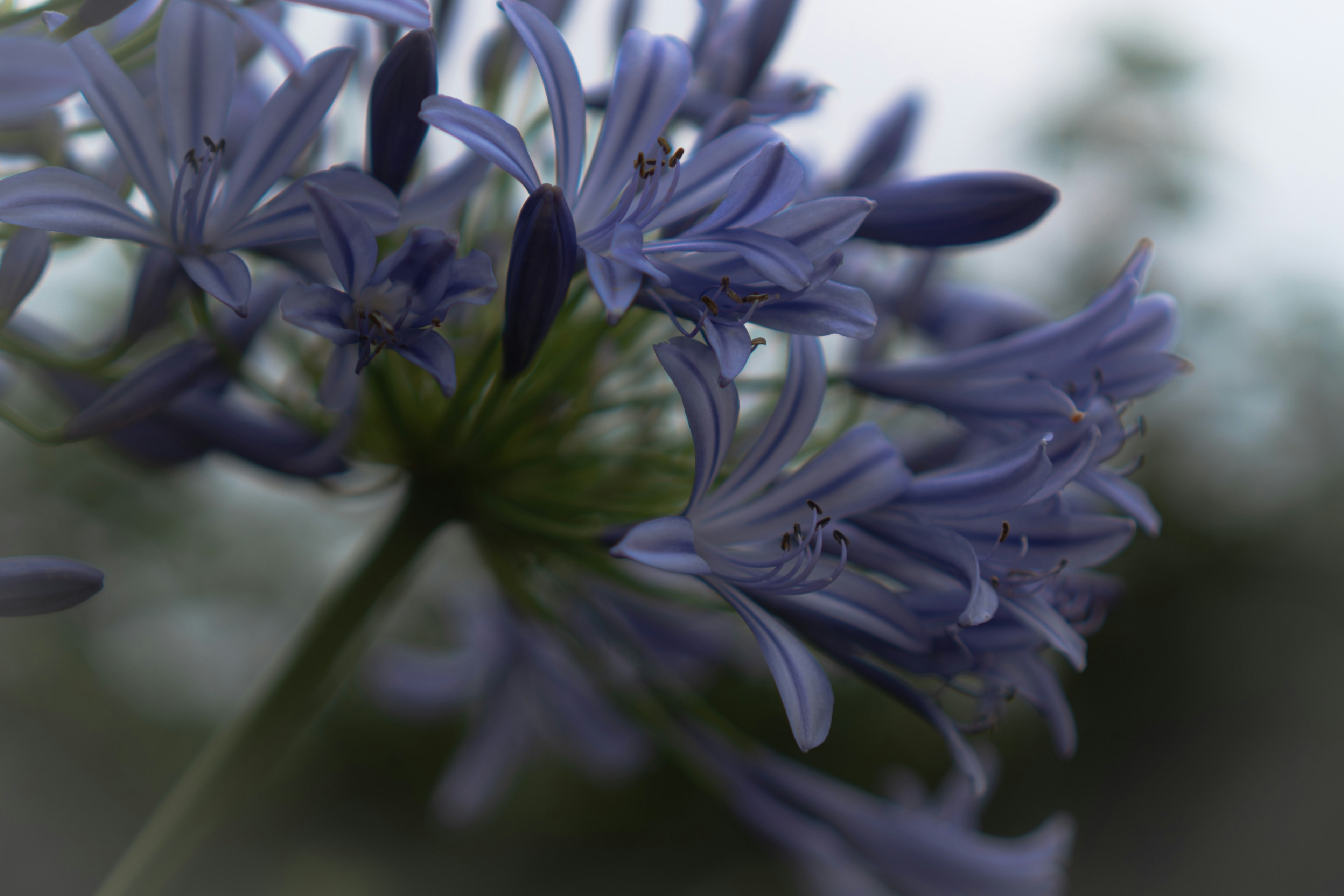 Gros plan de fleurs violettes avec des pétales fins