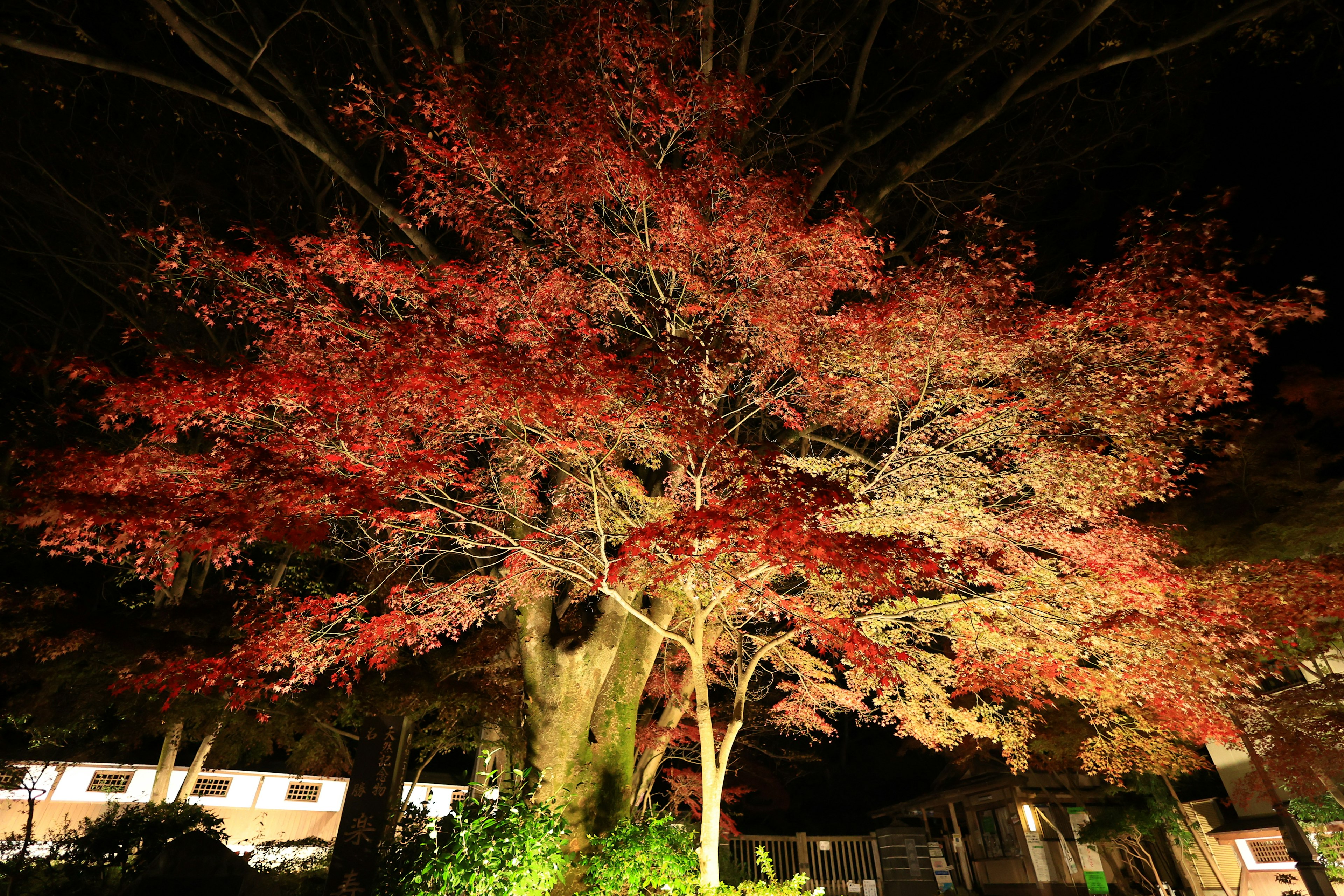 Un hermoso árbol de arce rojo iluminado por la noche