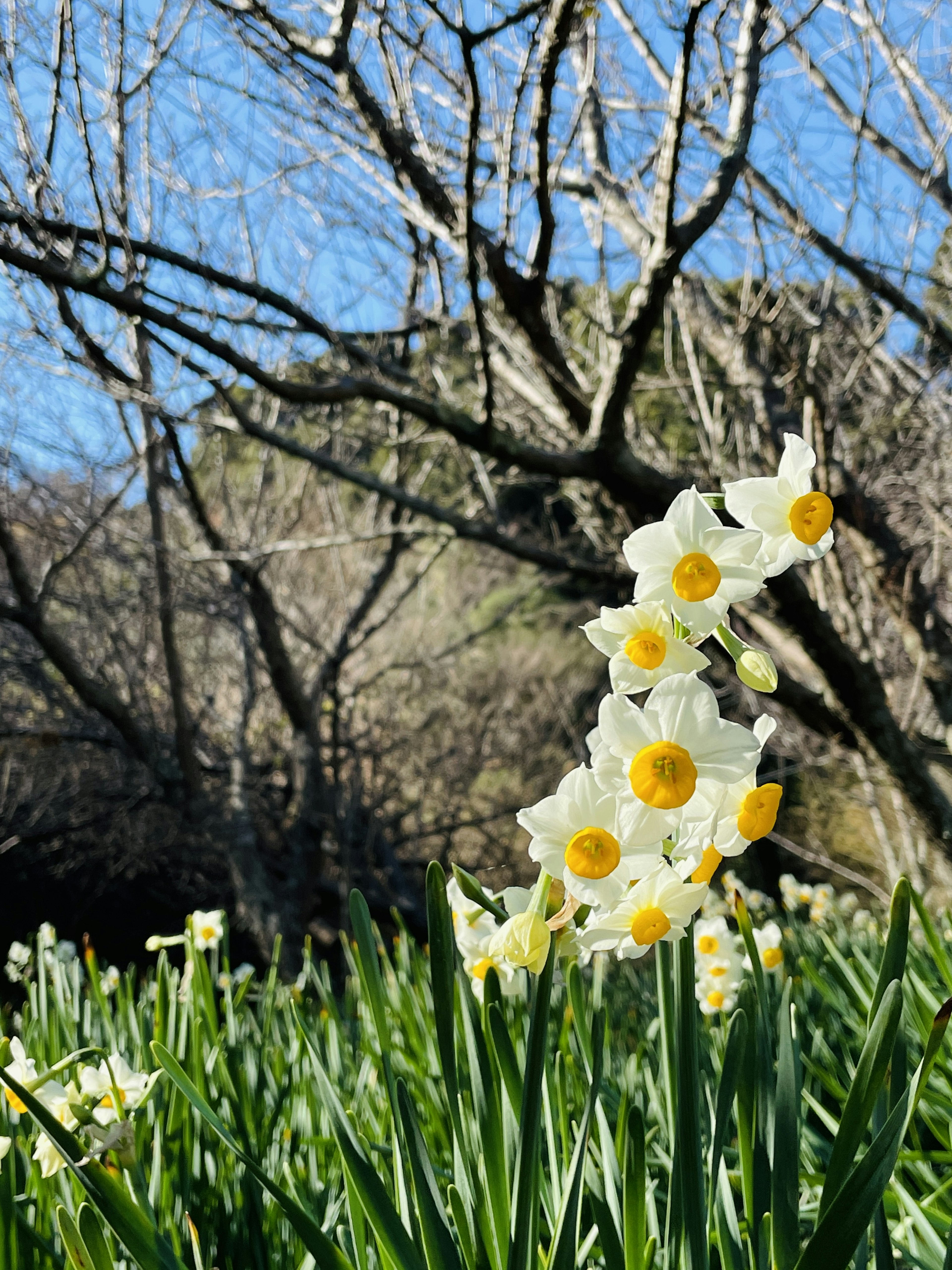 Sekelompok bunga daffodil putih mekar di taman dengan langit biru cerah dan pohon telanjang di latar belakang