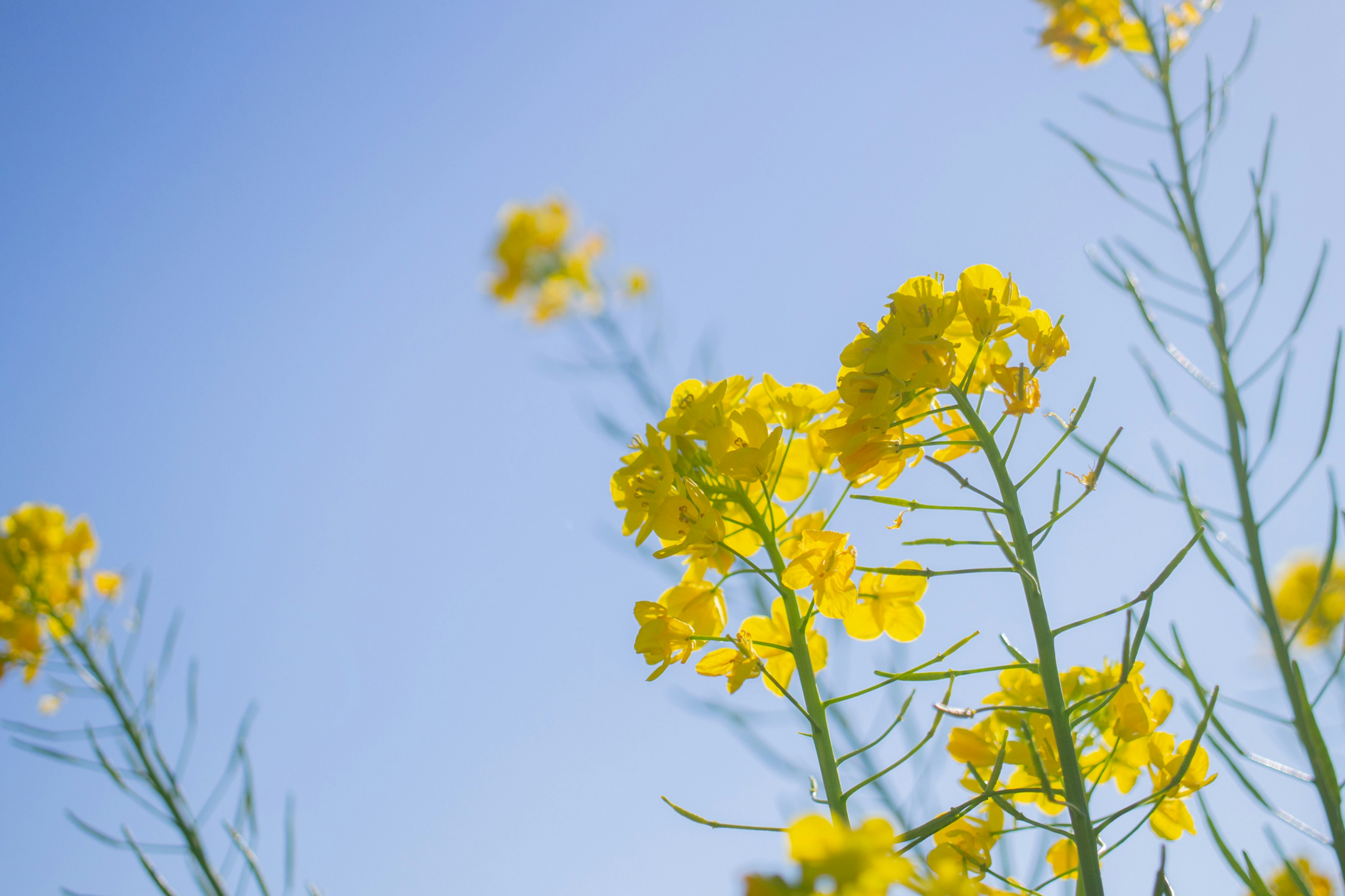 Flores amarillas con tallos delgados contra un cielo azul