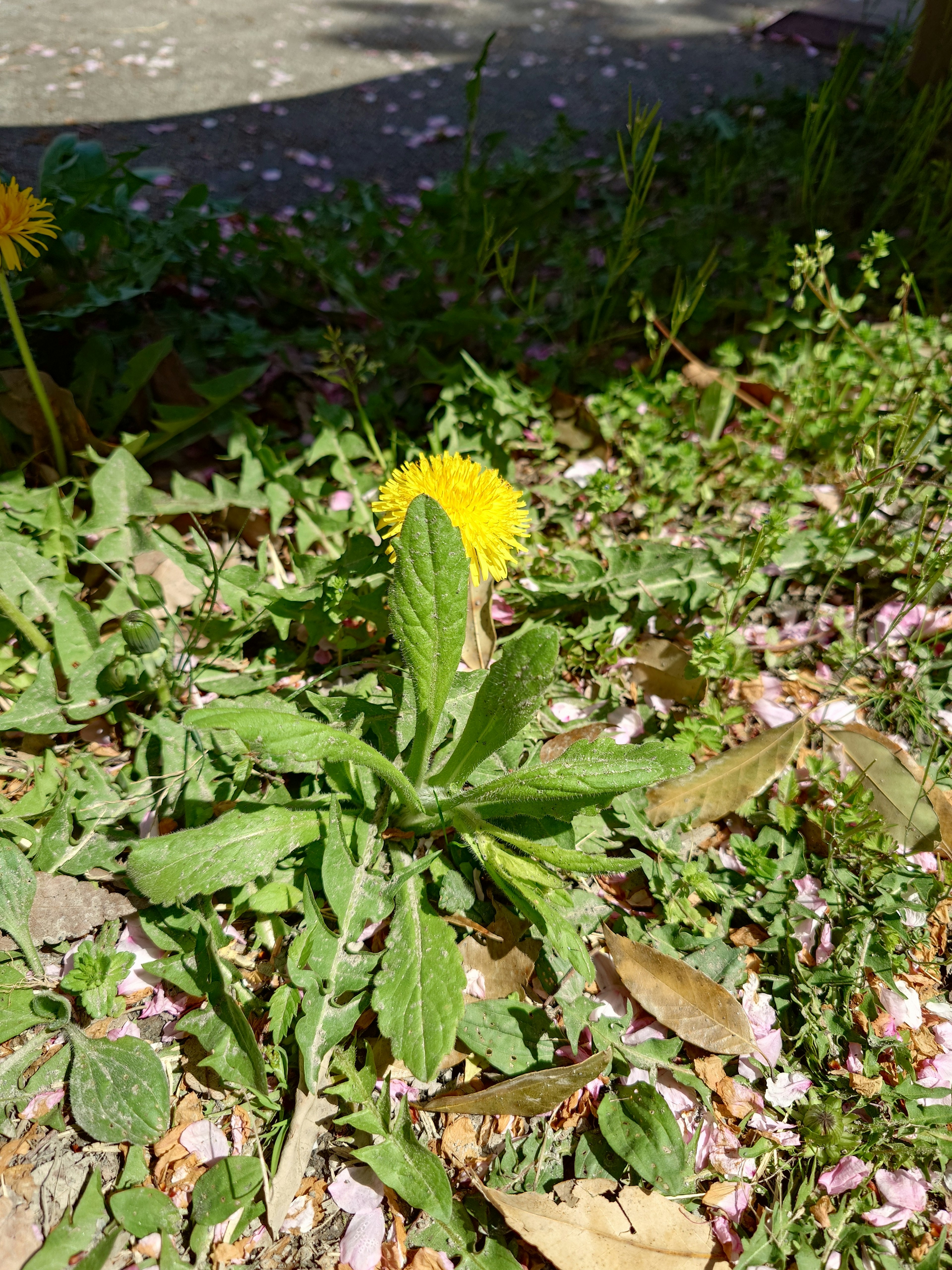 Planta de diente de león con flor amarilla brillante y hojas verdes