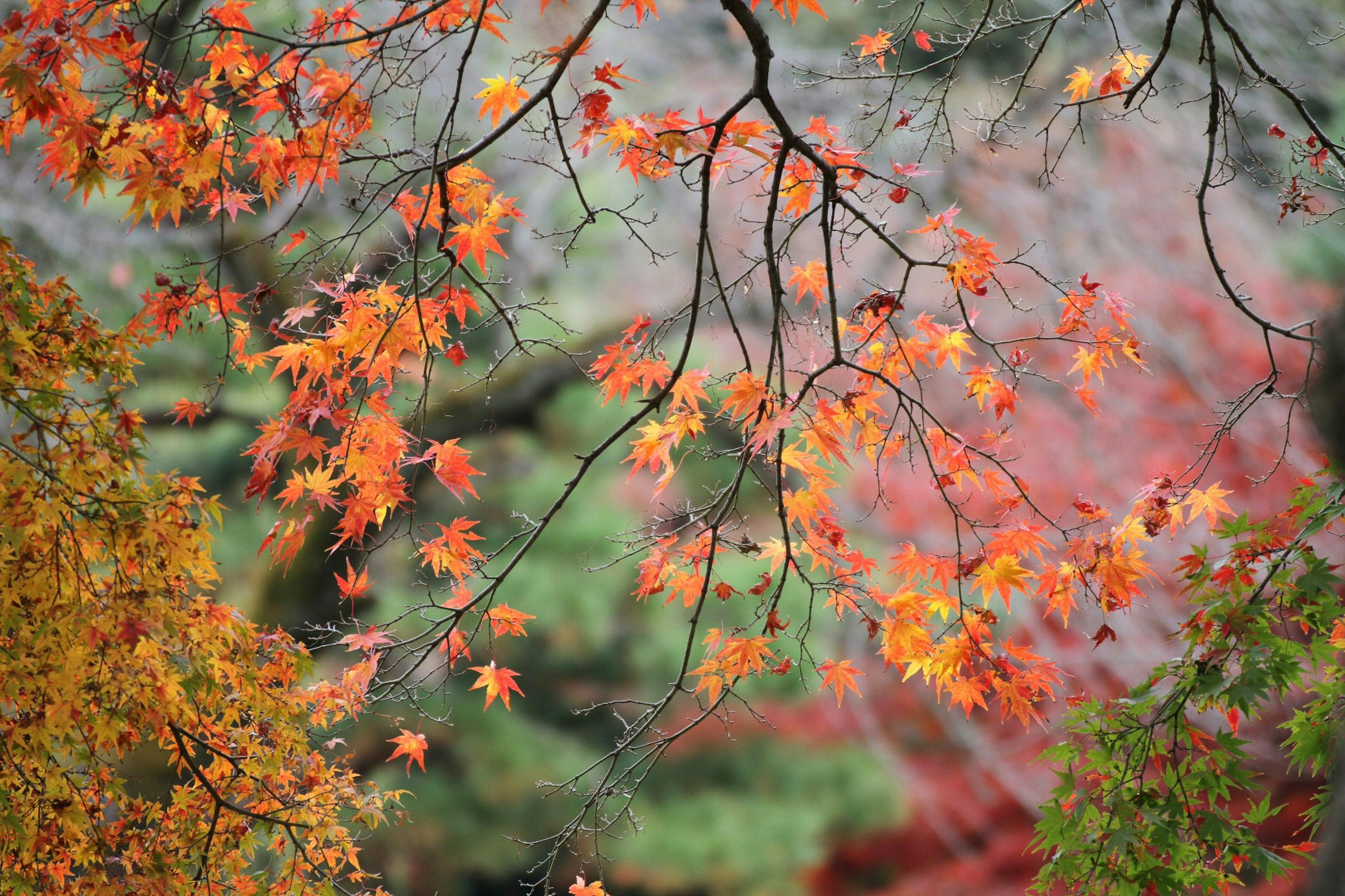 Äste von Herbstbäumen mit lebhaften orangefarbenen Blättern