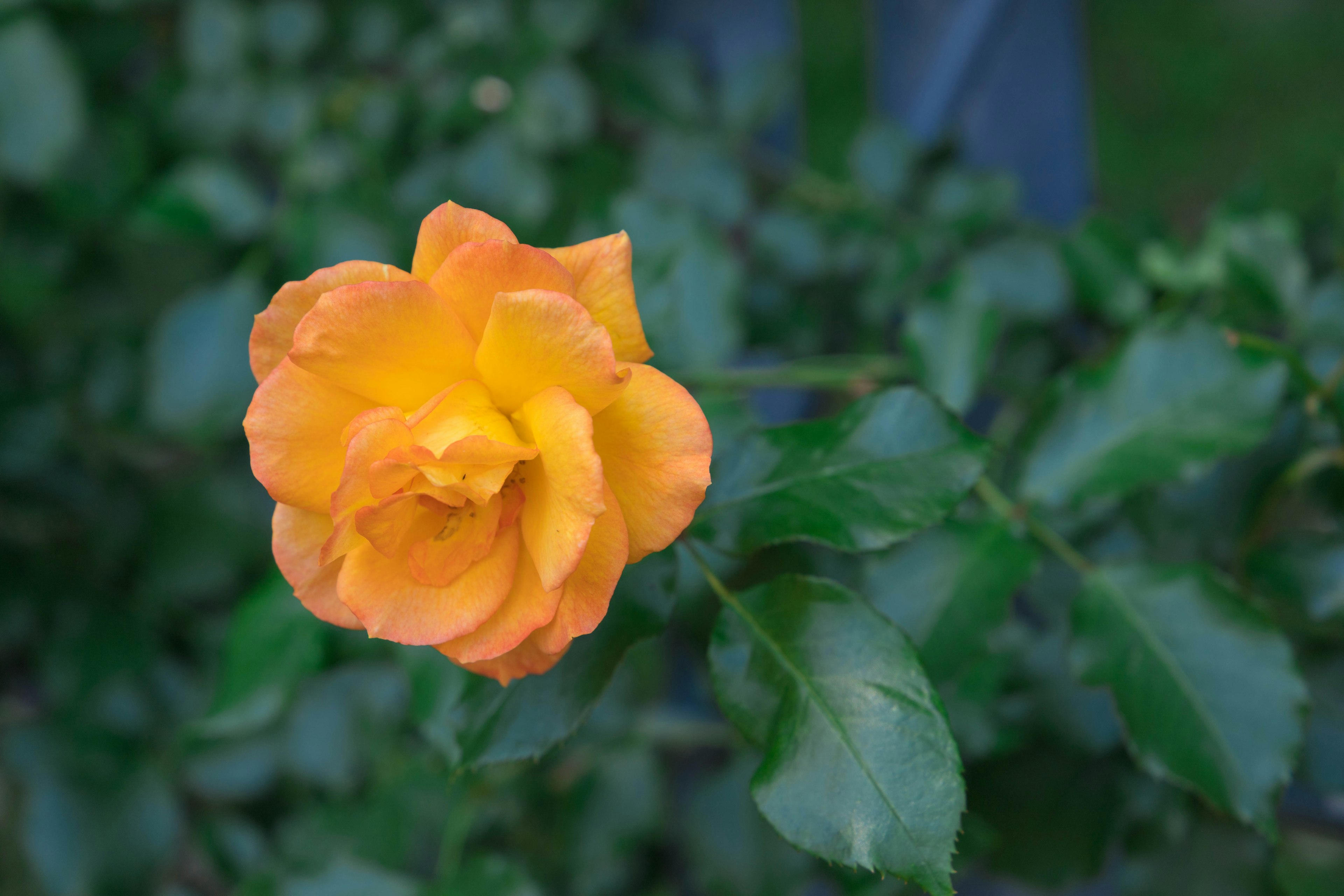 Flor de rosa naranja con hojas verdes