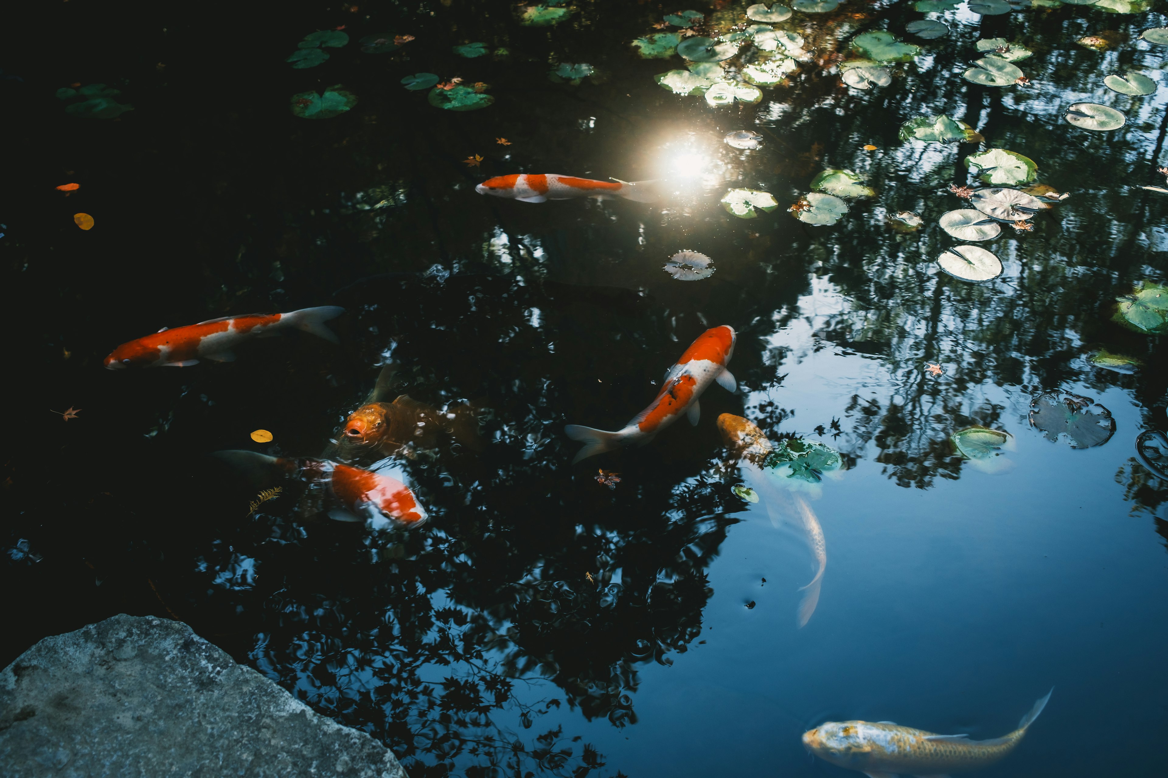 A serene pond scene featuring koi fish and reflections on the water surface