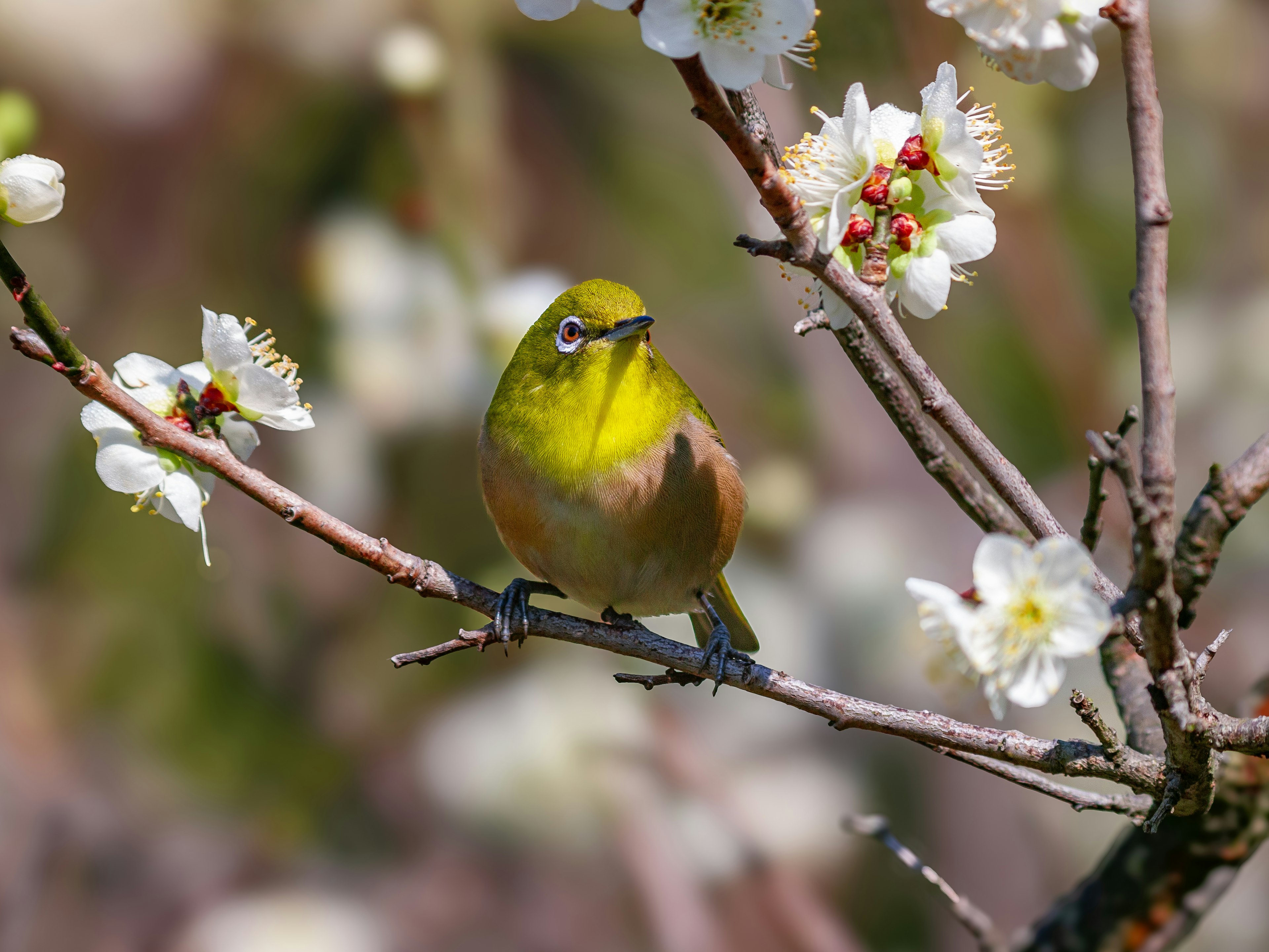 花の枝に止まる黄色い小鳥