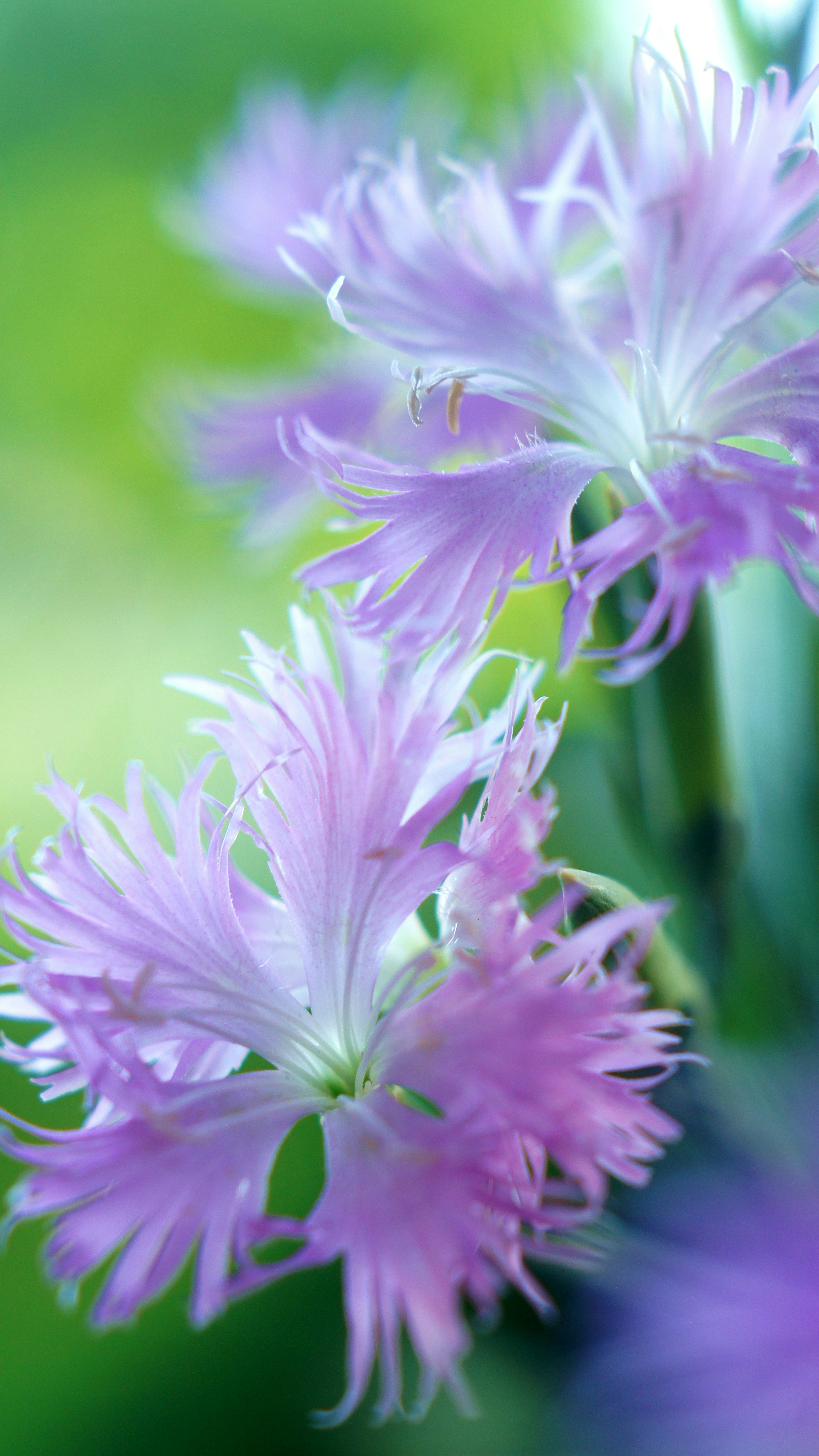 鮮やかな紫色の花が咲いている様子