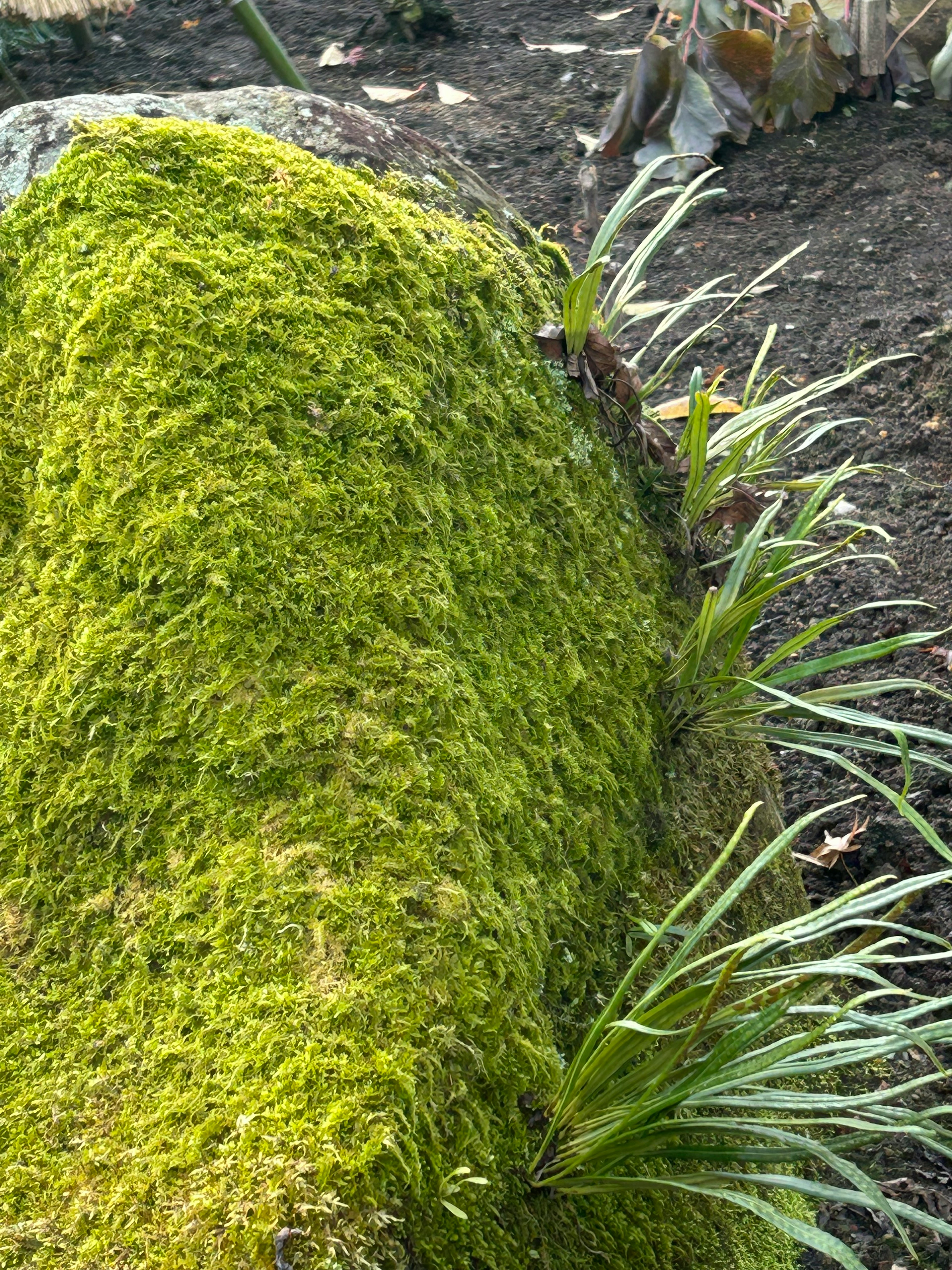 緑の苔に覆われた岩とその周りの植物