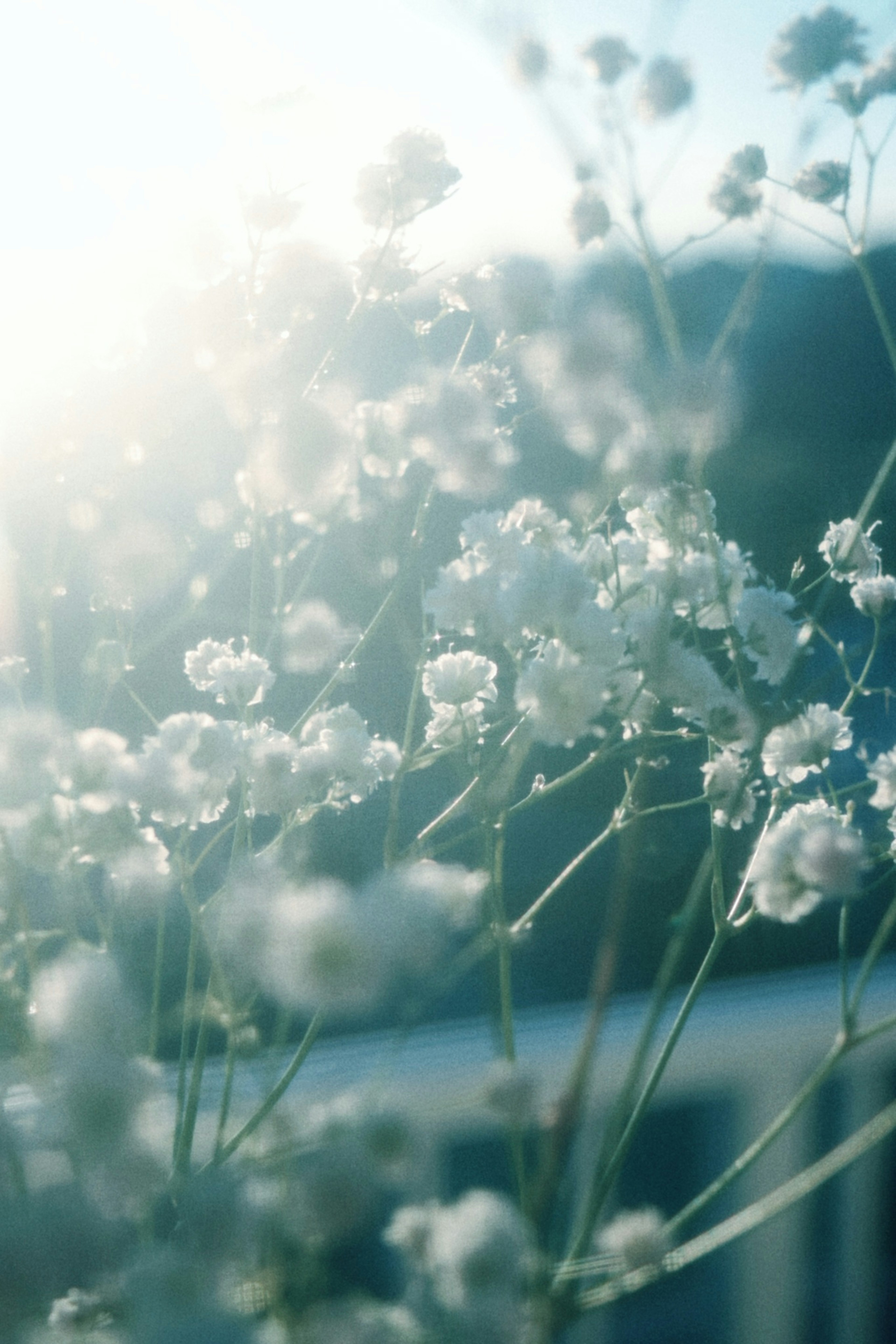 Close-up of delicate white flowers in soft light