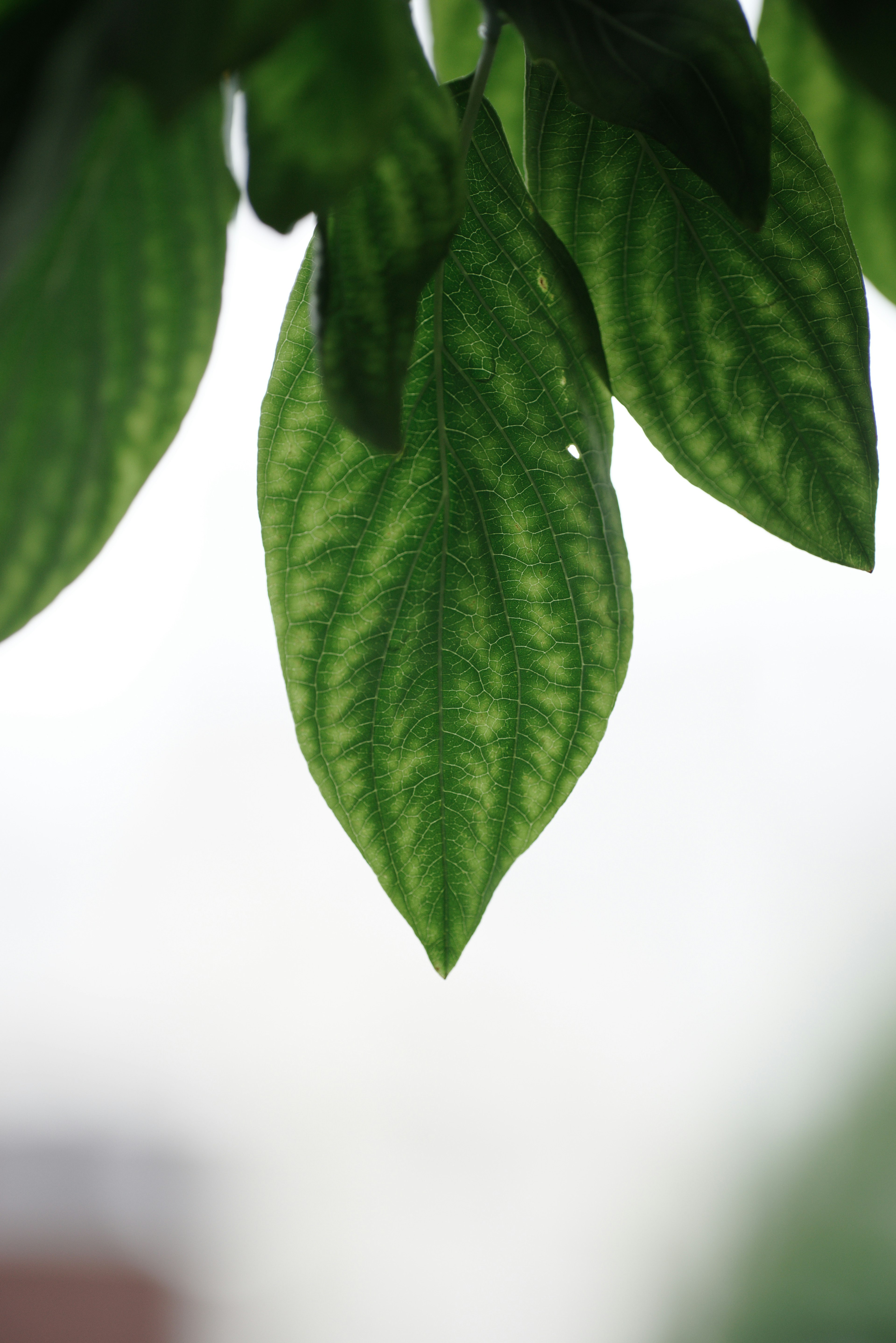 Close-up daun hijau dengan pola garis terperinci