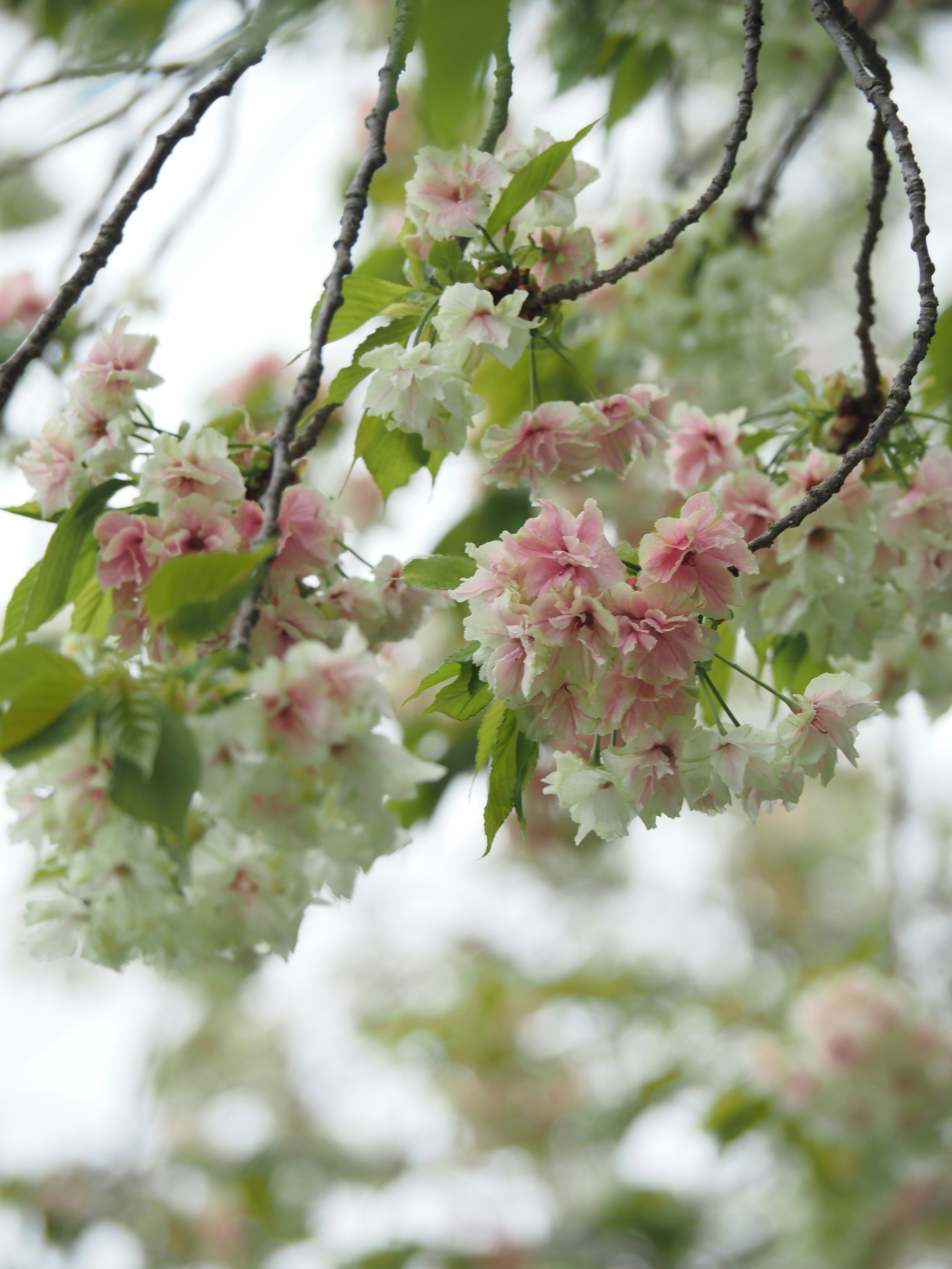 Gros plan sur des branches de cerisier avec des fleurs roses et blanches