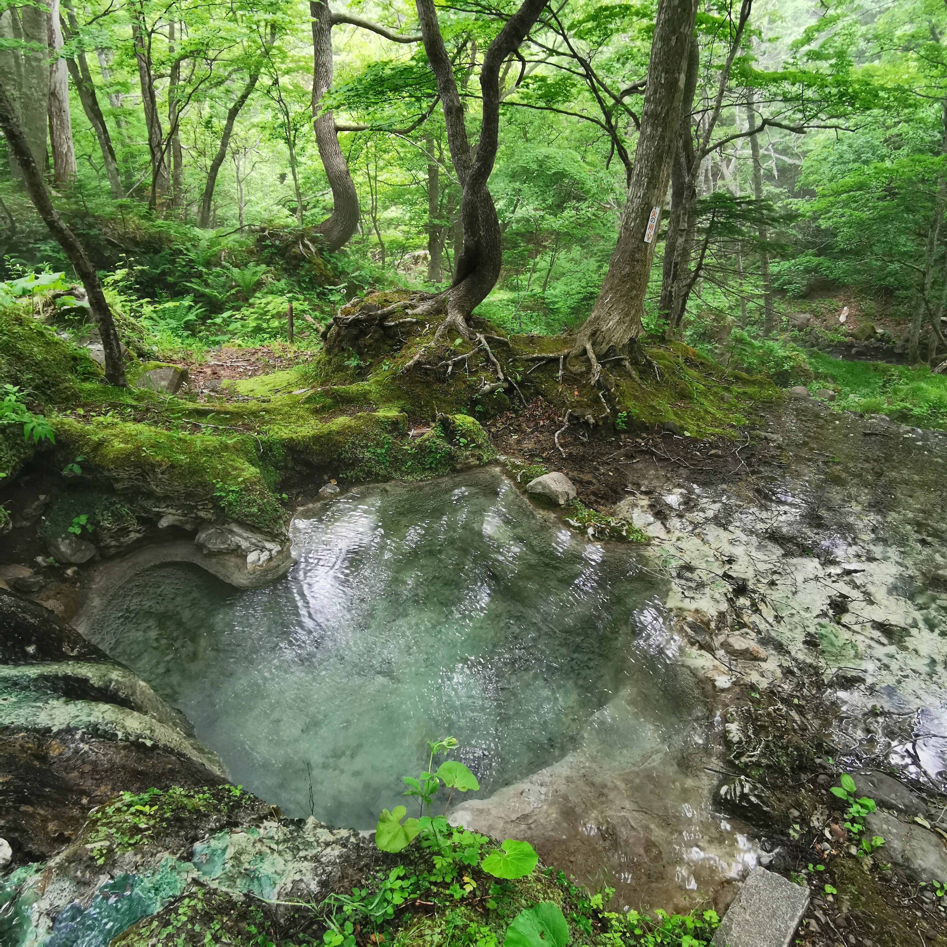 緑豊かな森に囲まれた温泉の池静かな雰囲気の自然景観