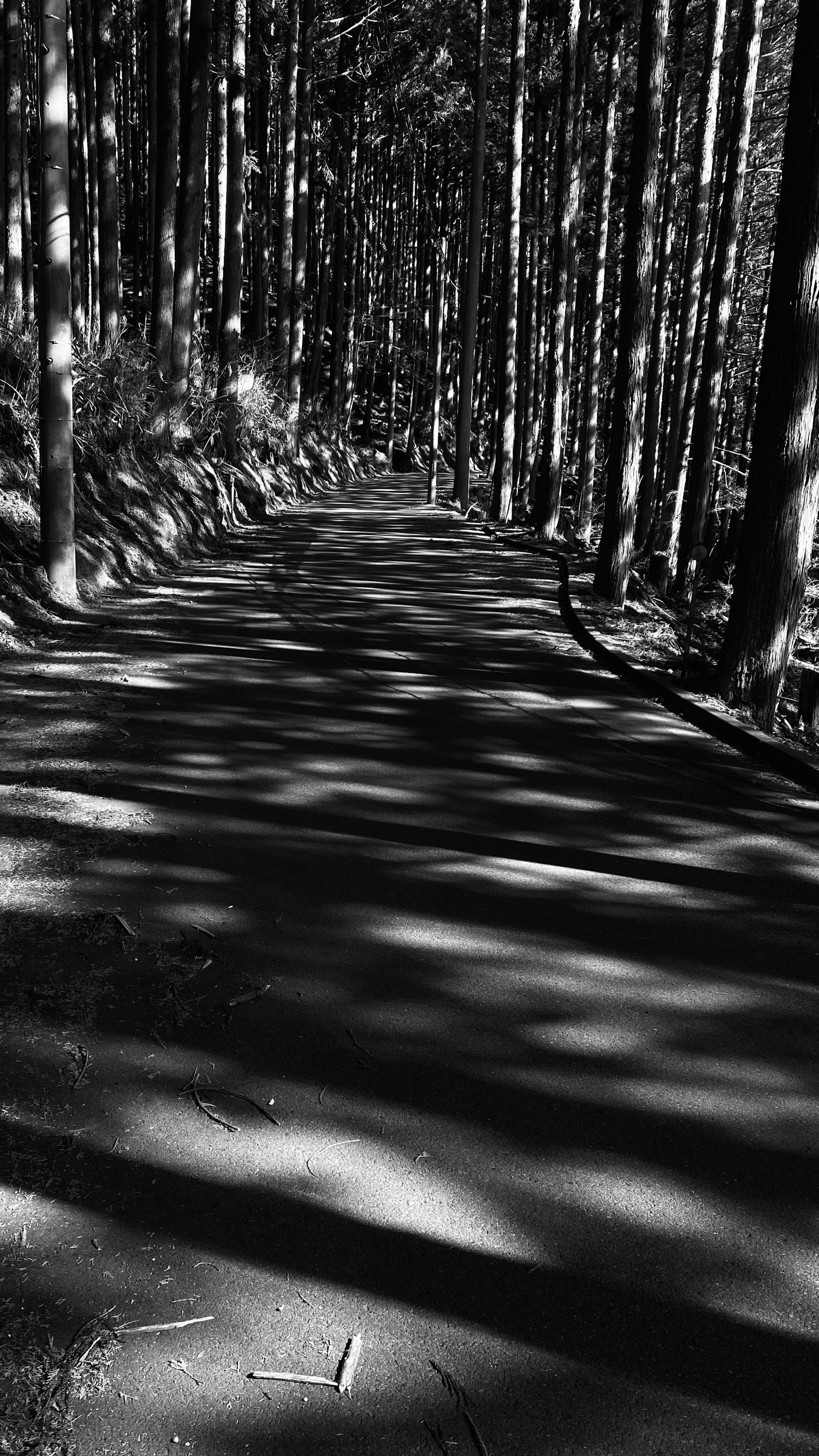 Black and white landscape of a forest path with shadows of trees on the ground