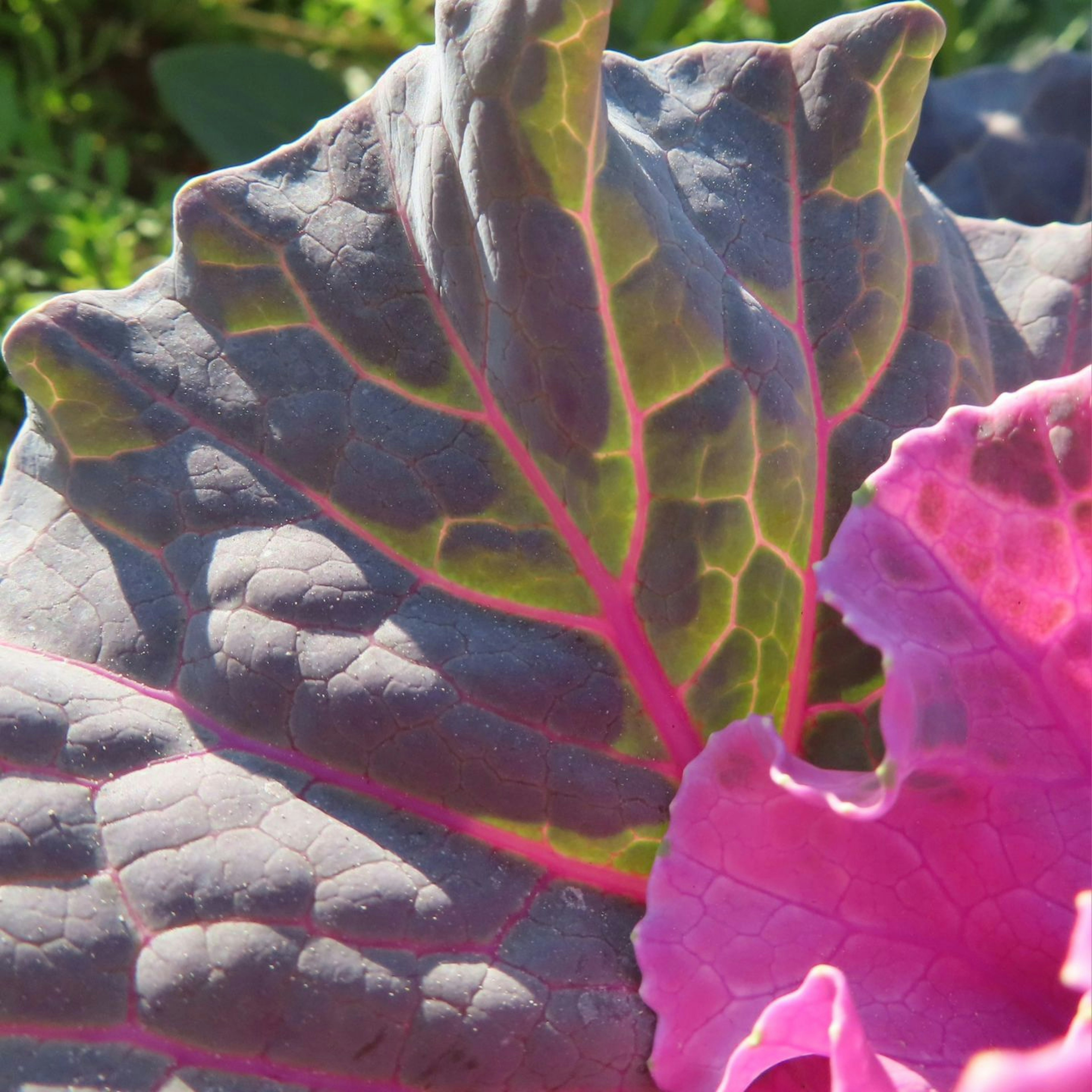 Close-up of vibrant purple and green leaves with prominent veins