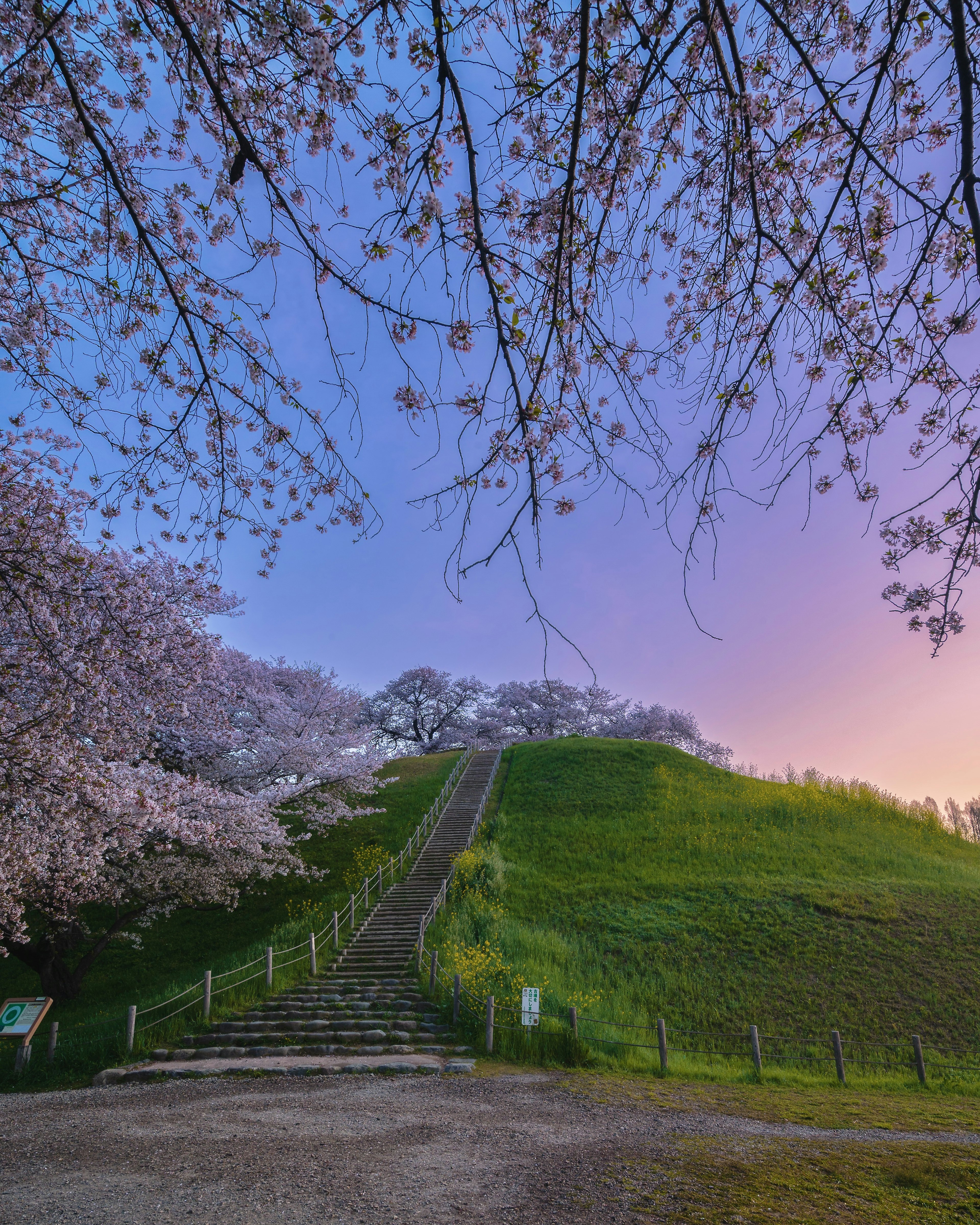 桜の木と緑の丘に続く階段がある風景