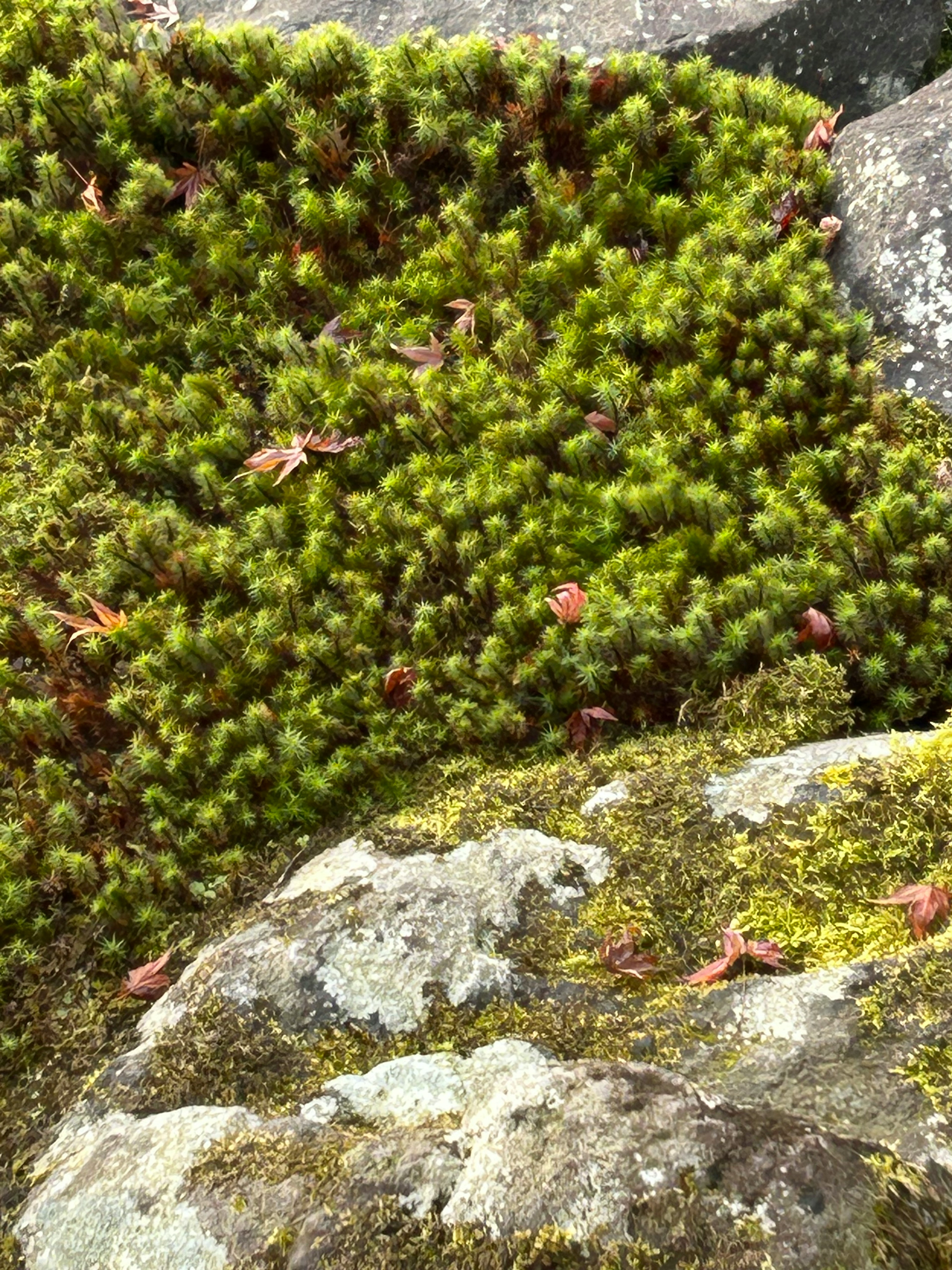 緑の苔と岩の詳細なクローズアップ