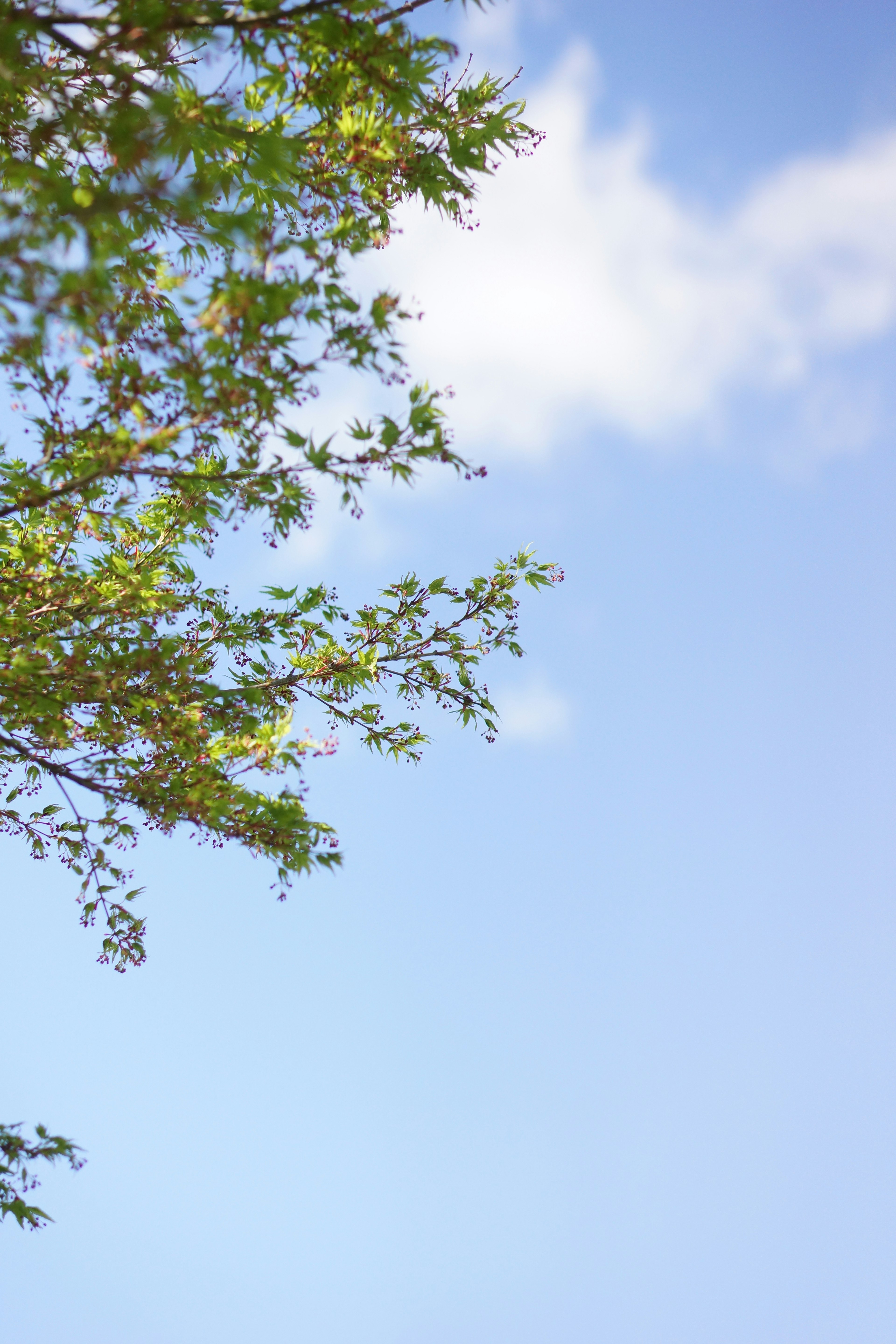 Oberer Teil eines Baumes mit grünen Blättern vor einem blauen Himmel