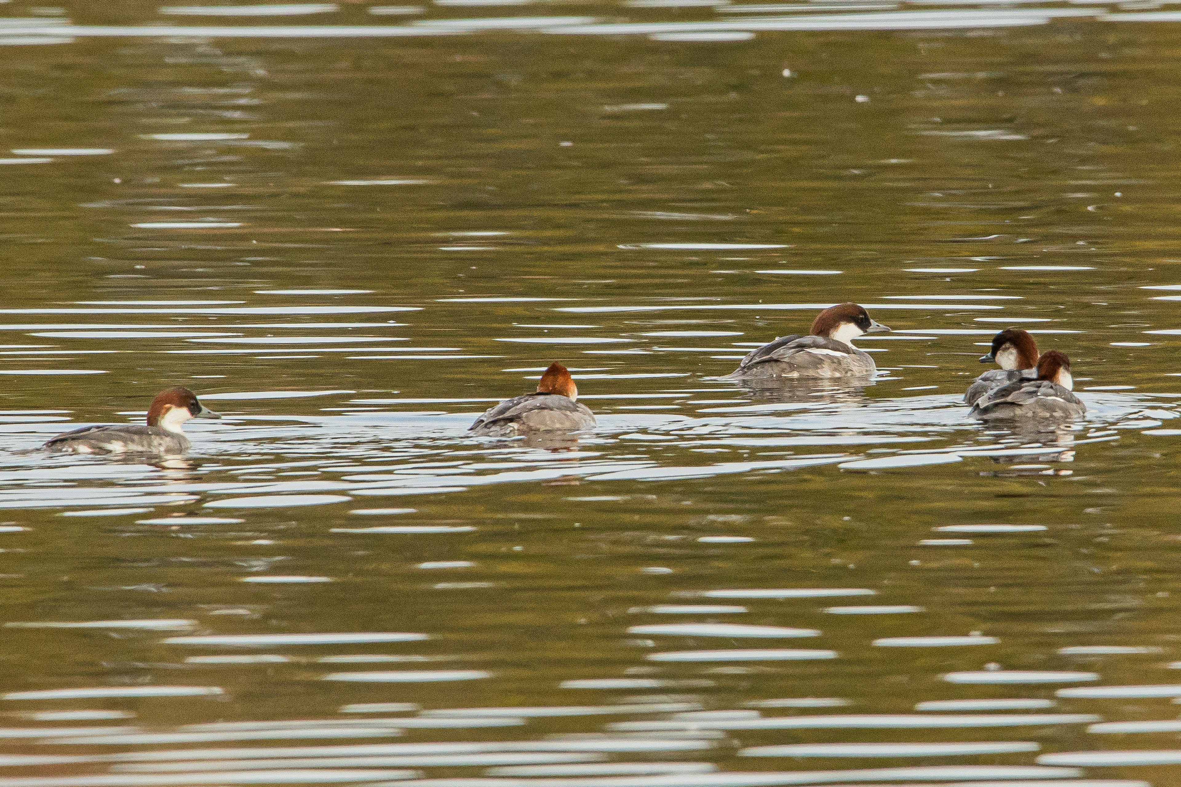 Eine Gruppe von Vögeln, die auf der Wasseroberfläche schwimmt