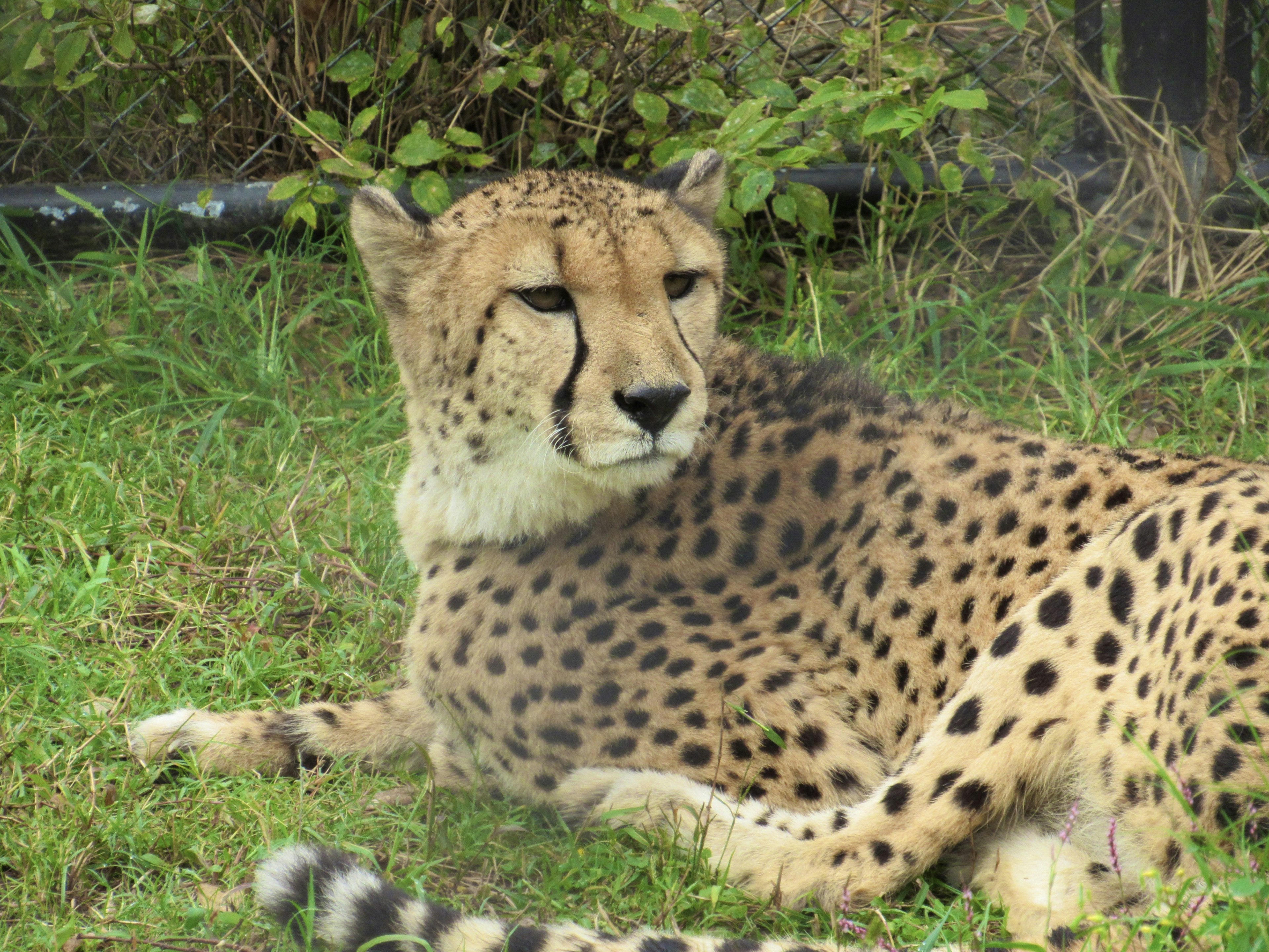 Image d'un guépard allongé dans l'herbe avec un pelage tacheté distinctif et des yeux perçants