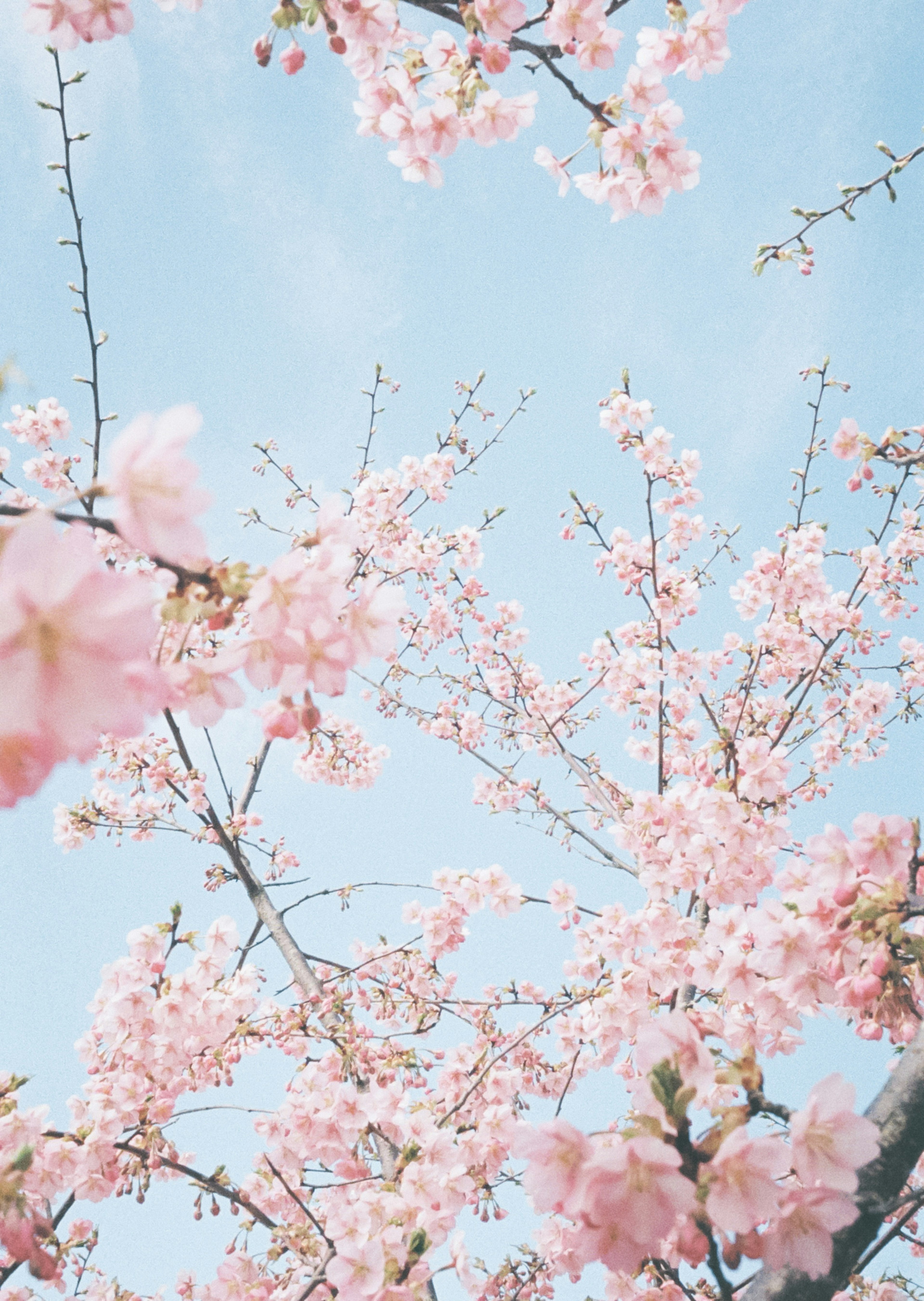 Bunga sakura dan cabang di bawah langit biru